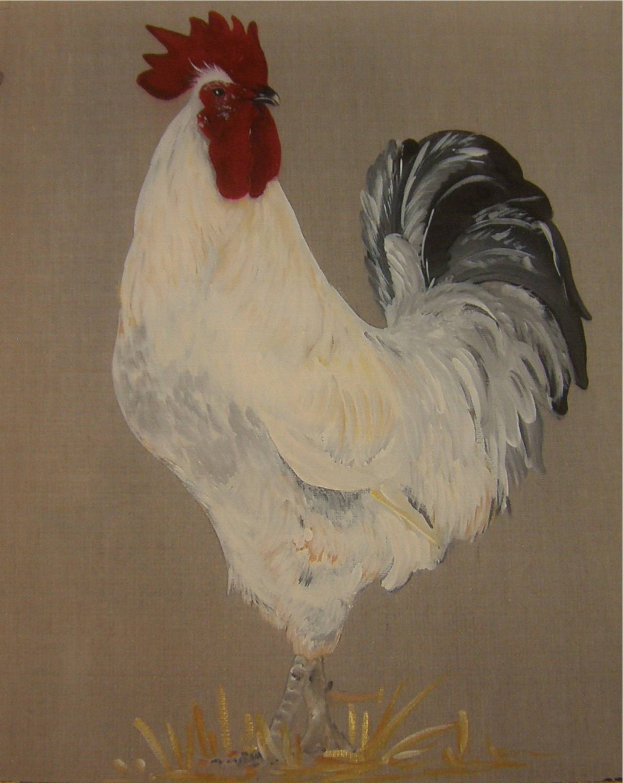 Cock of our regions. 