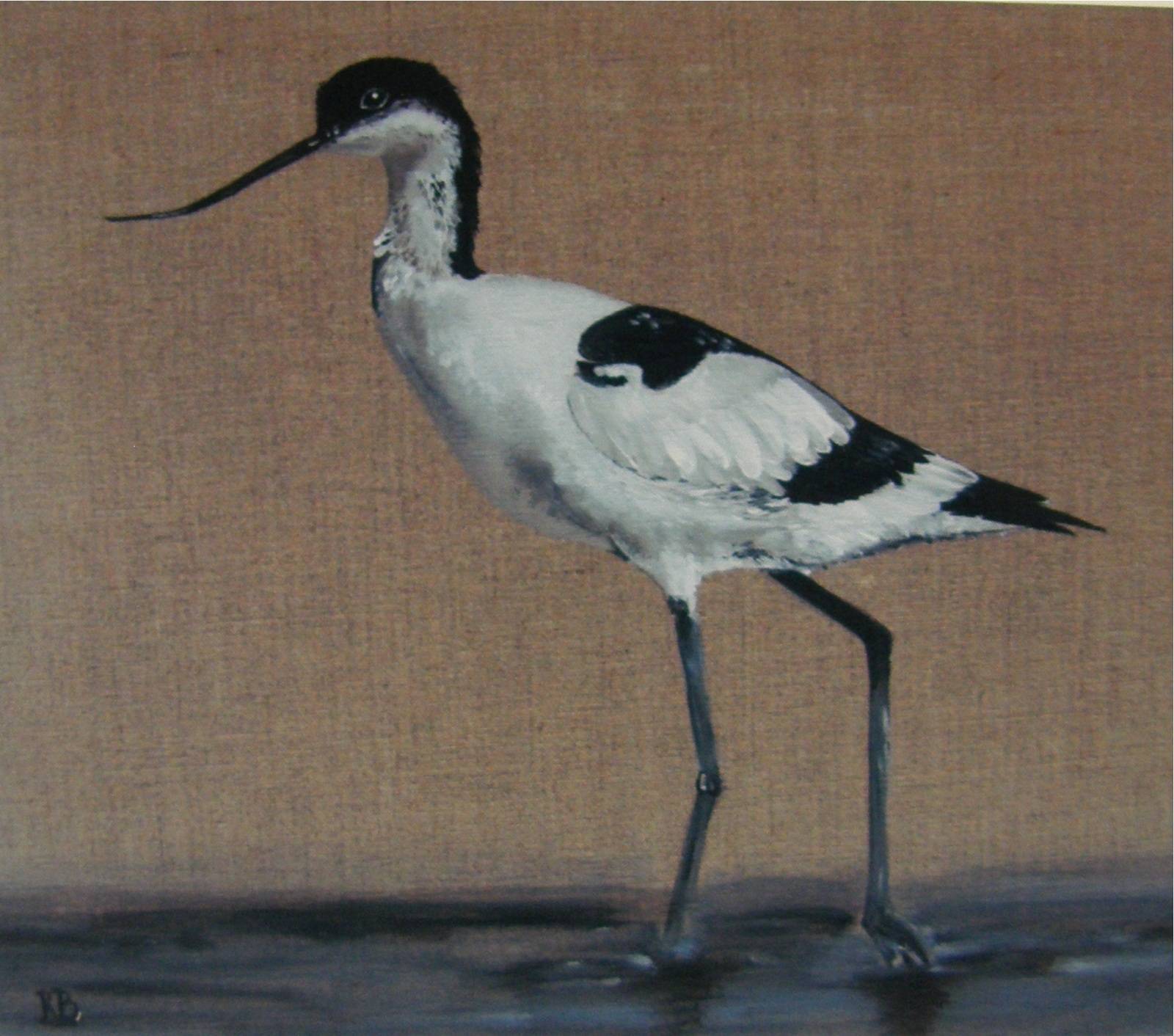 Avocet. 