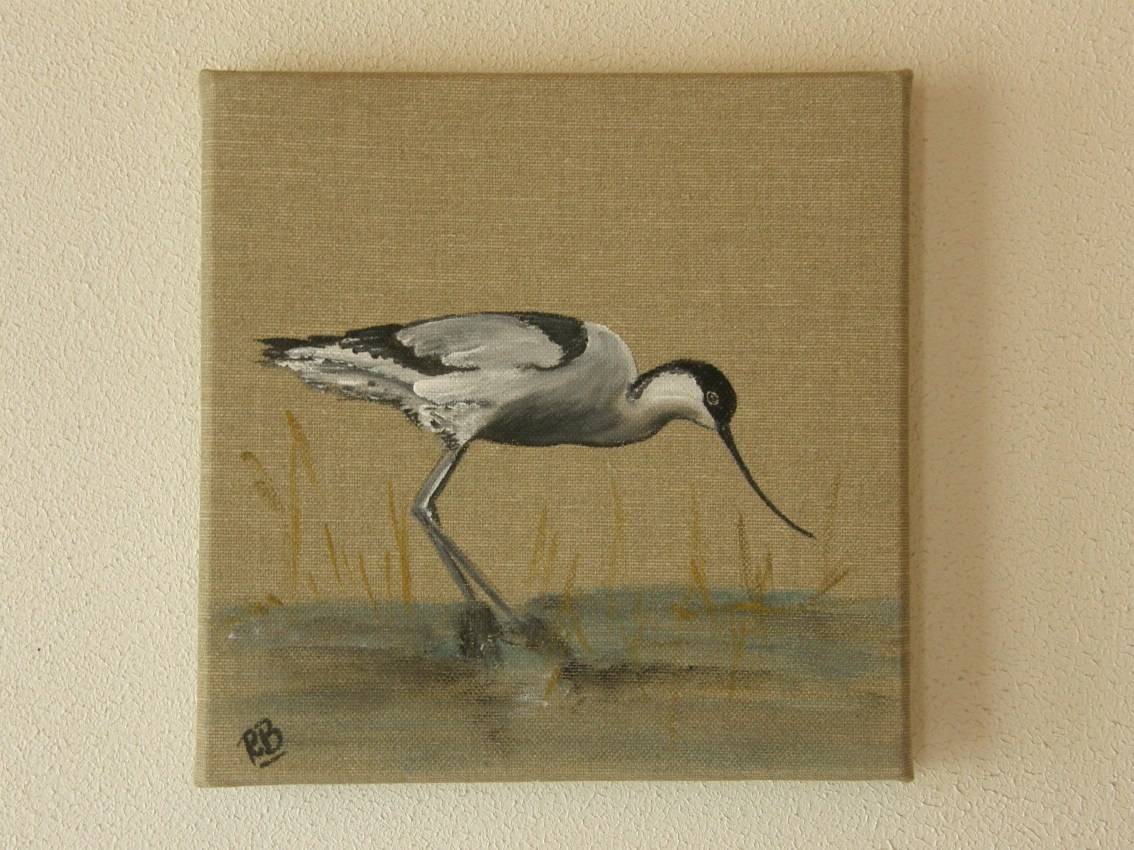 Avocet. 