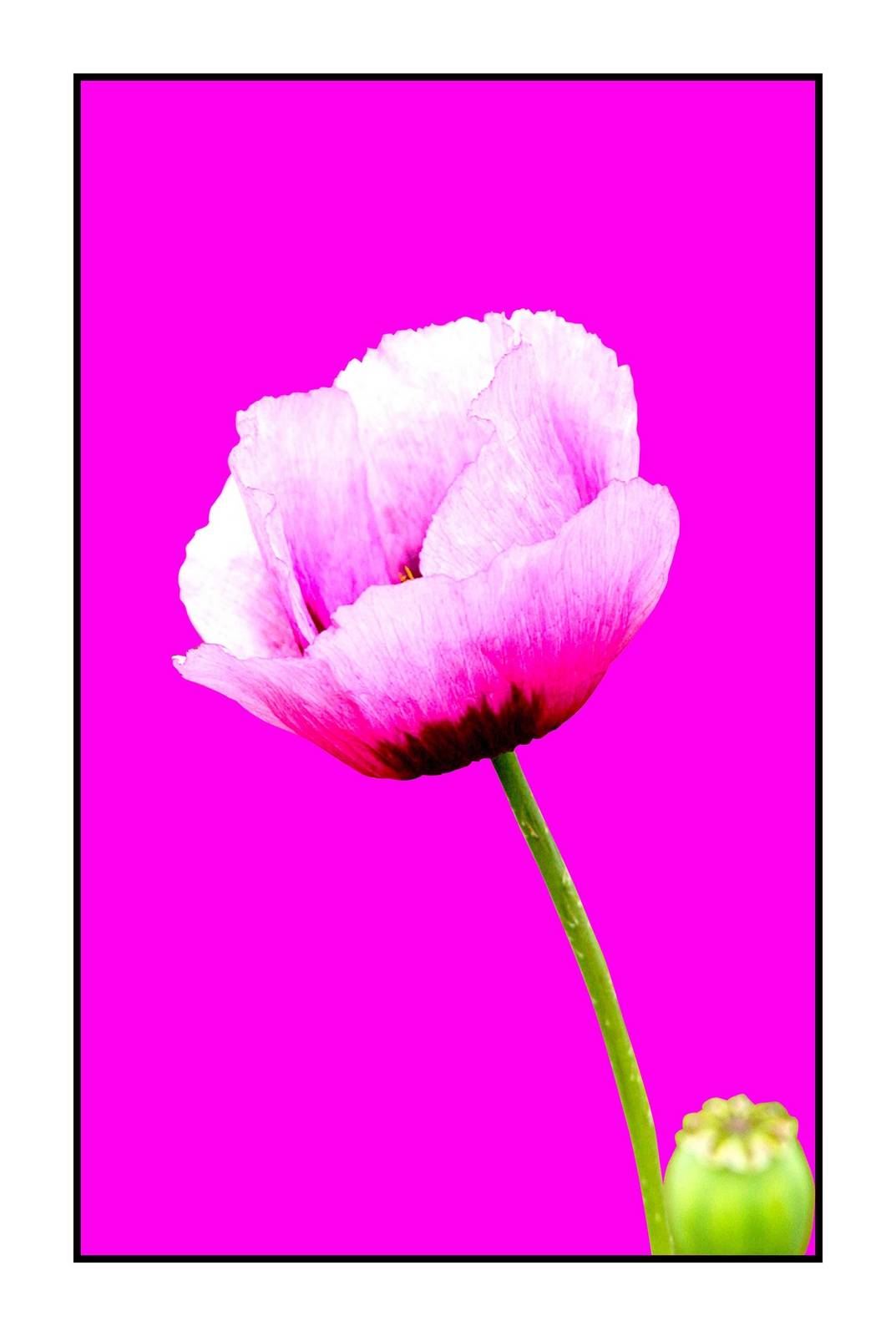 Amapola. Mauricio Alejandro Osorio Castañeda