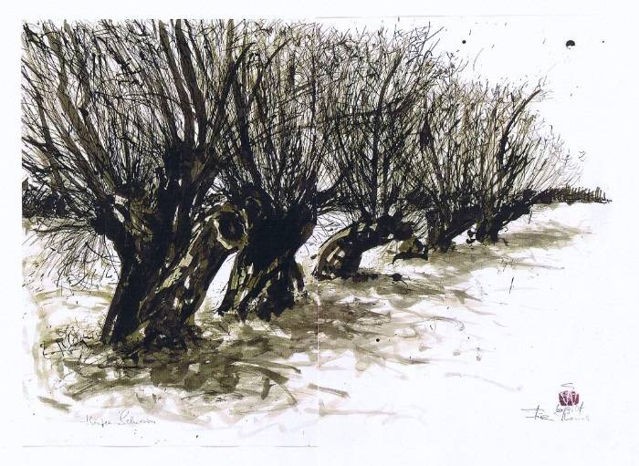 Willow series at klütz. 