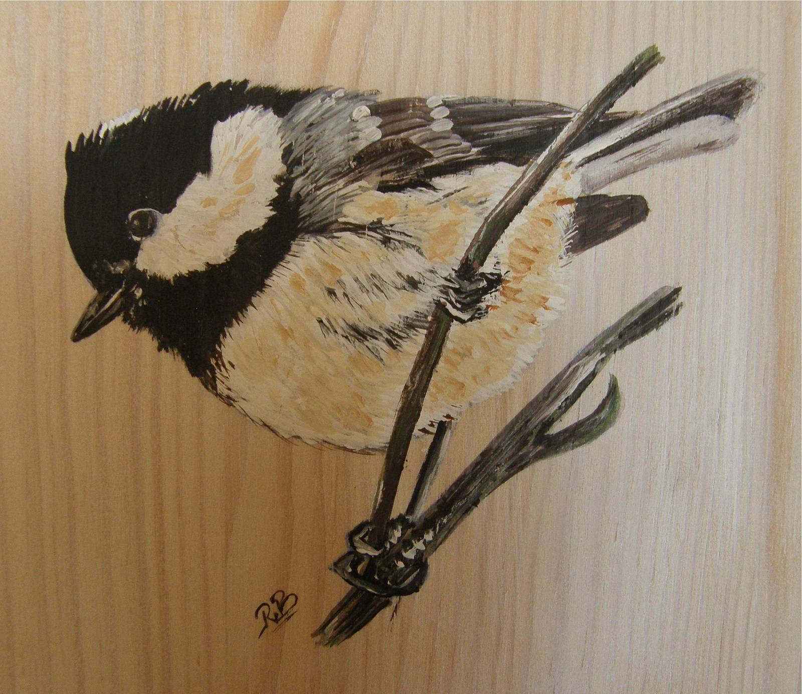 Black-capped Chickadee. 