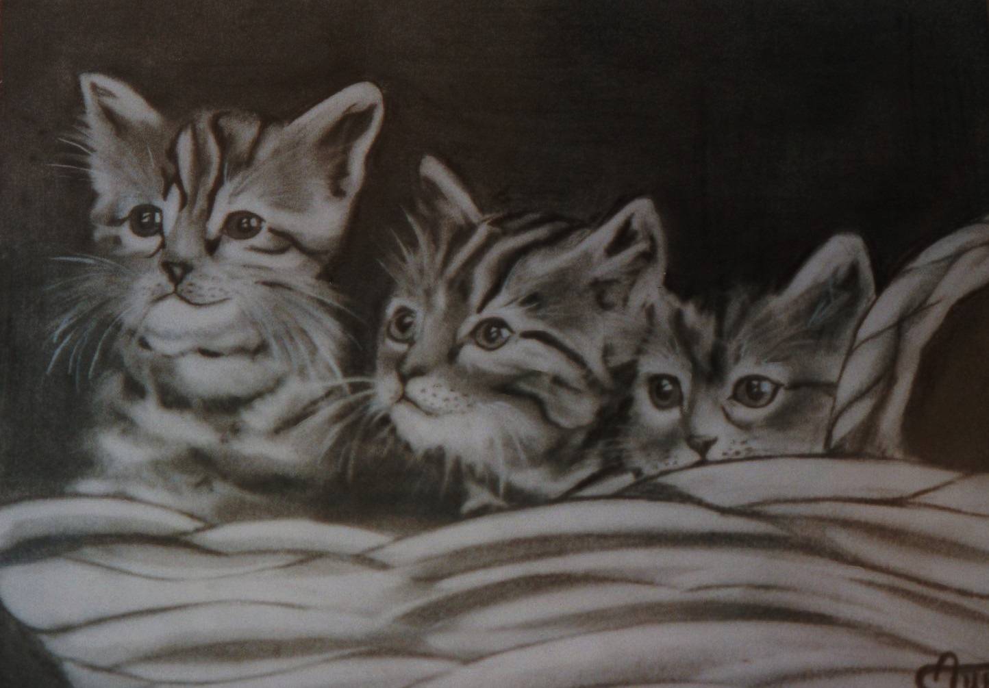 The small cats. Nicolas Aubert Nicolas Aubert
