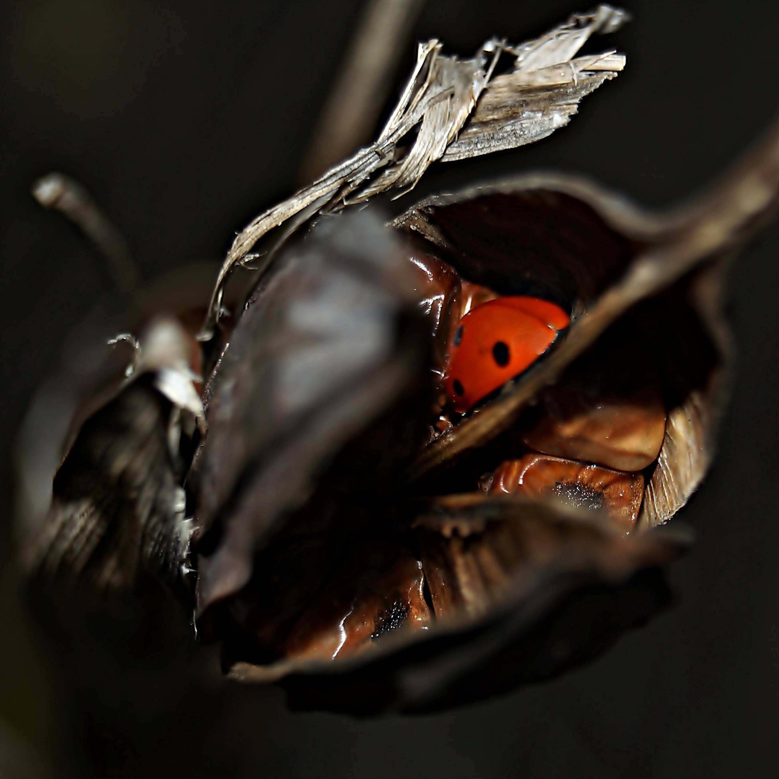 La coccinelle dans ses quartiers d'hiver !. 