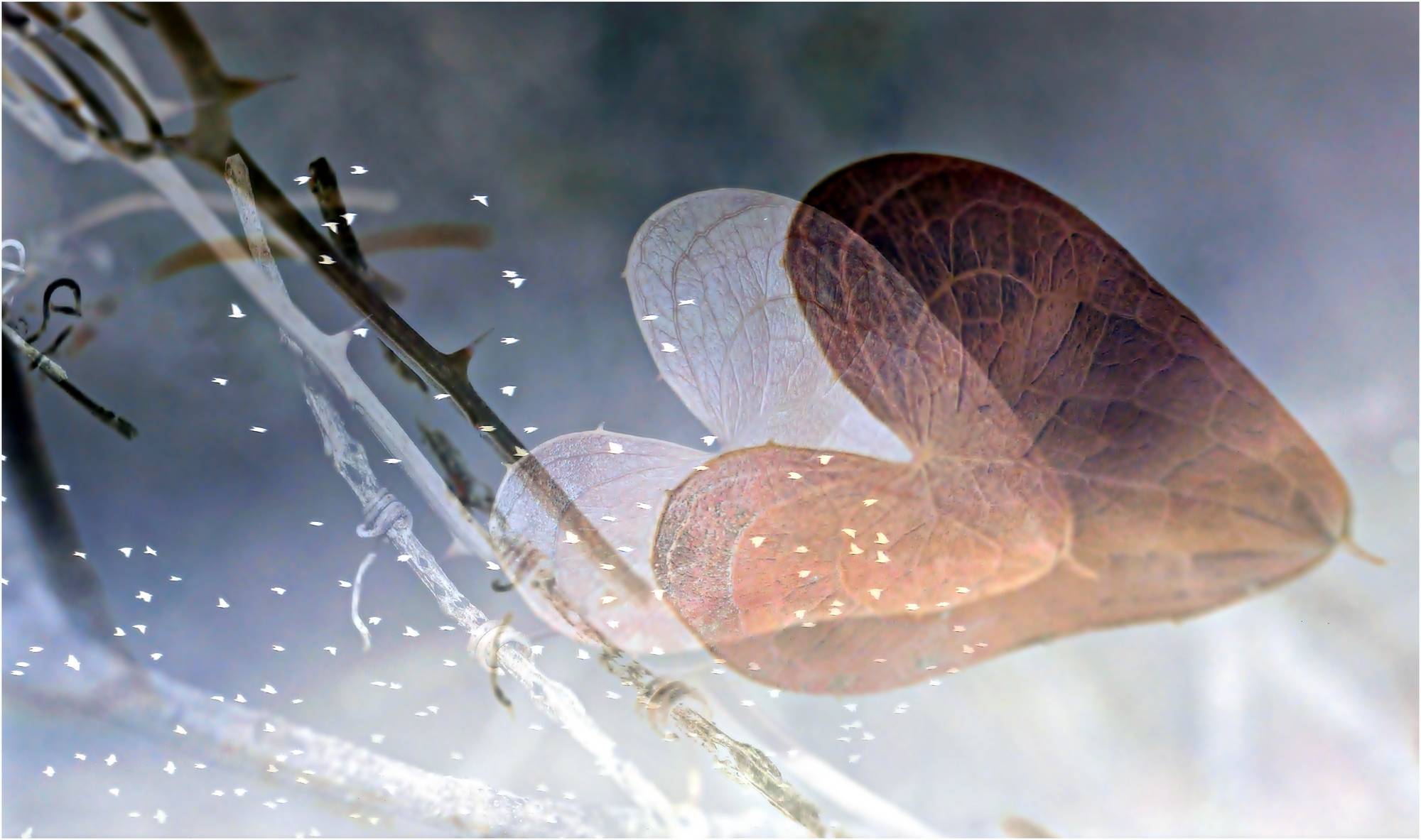 Le voyage des coeurs.. 