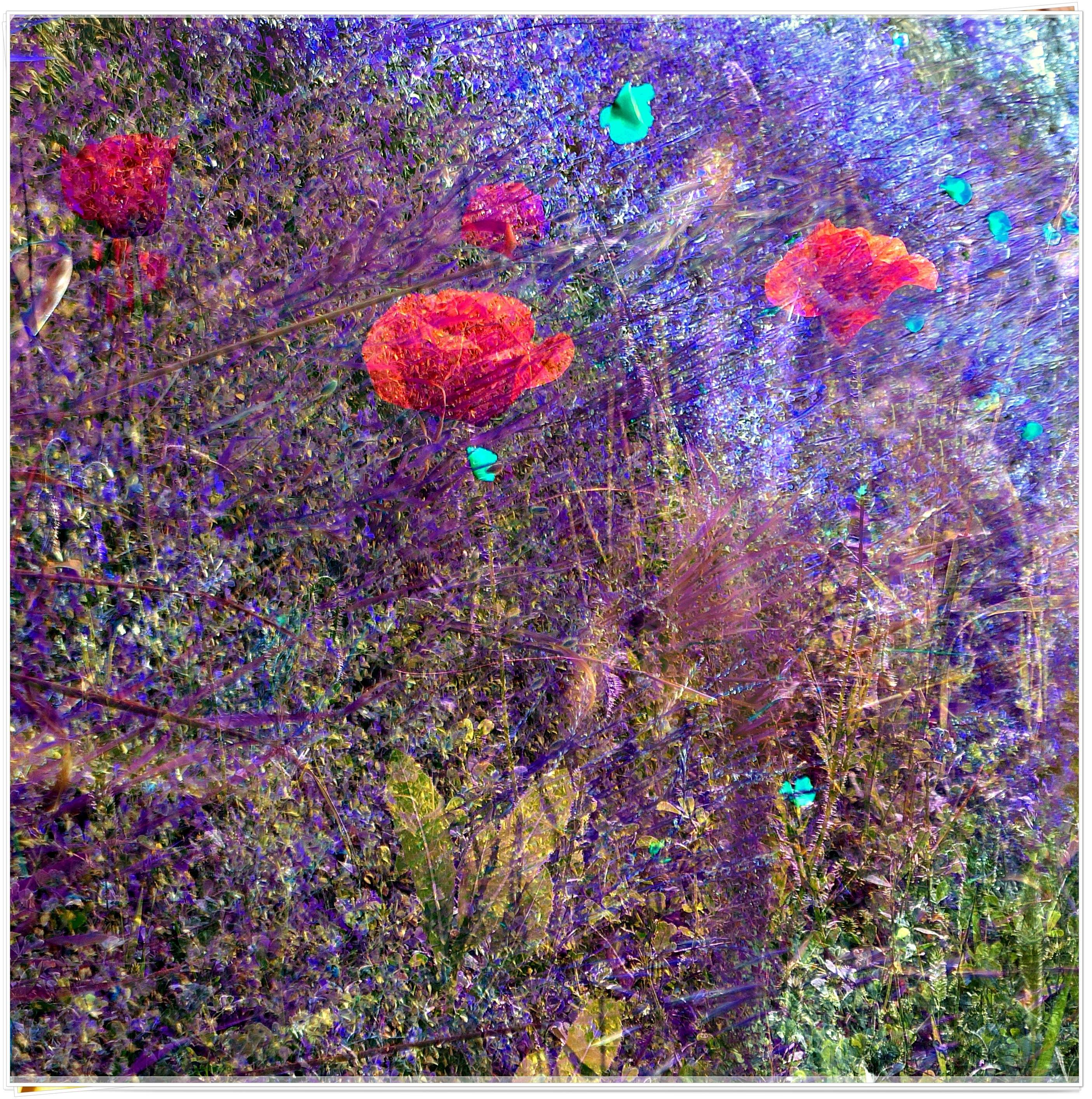 Le talus aux coquelicots. 