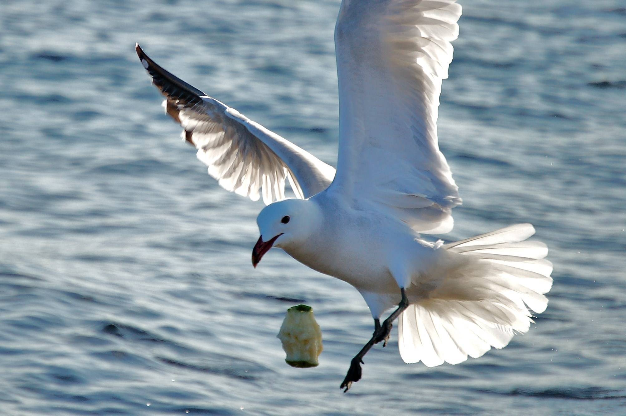 Serie: «Las Gaviotas».. Helena Rovira Moreno