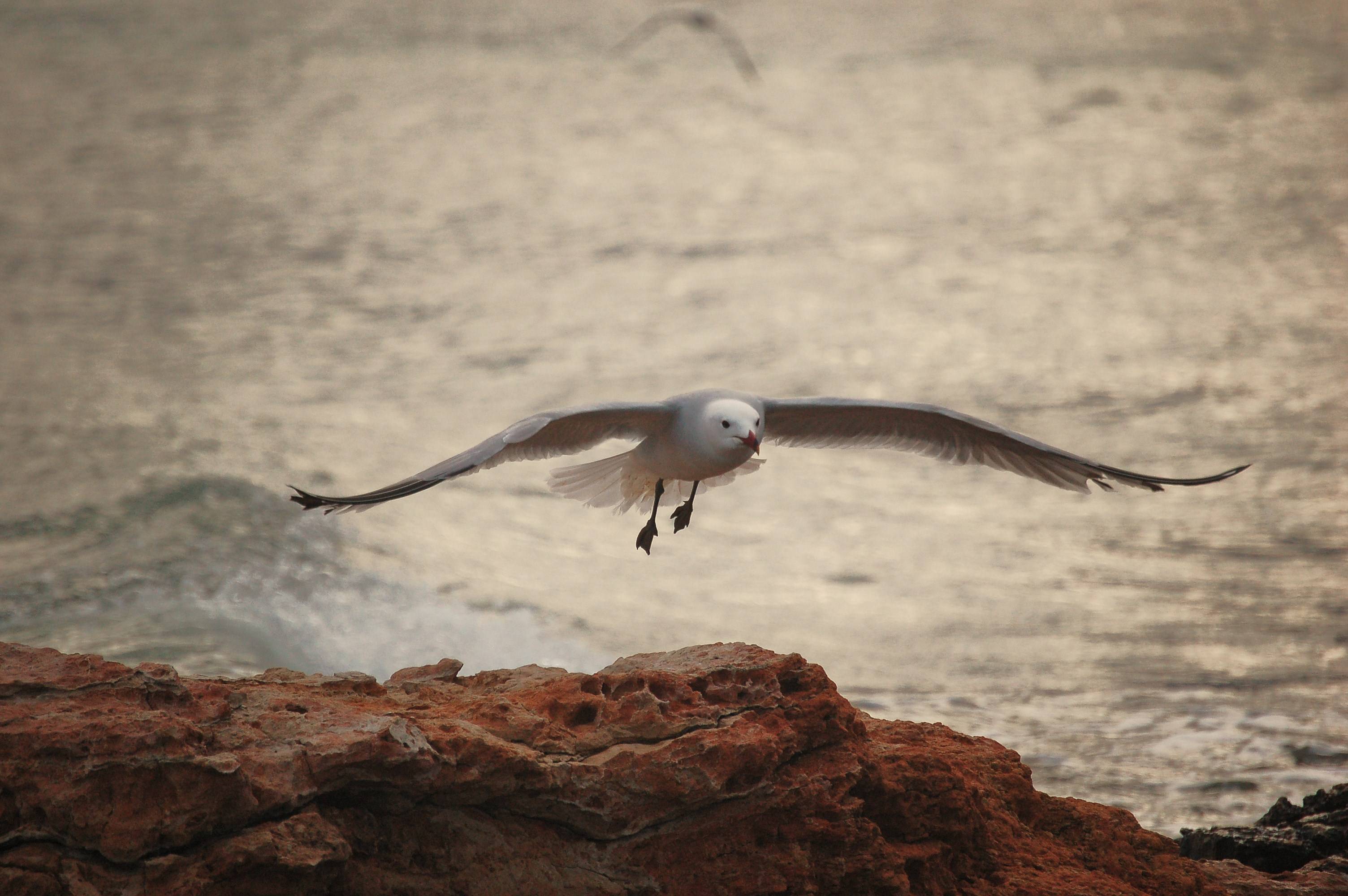 Serie: «Las Gaviotas».. Helena Rovira Moreno