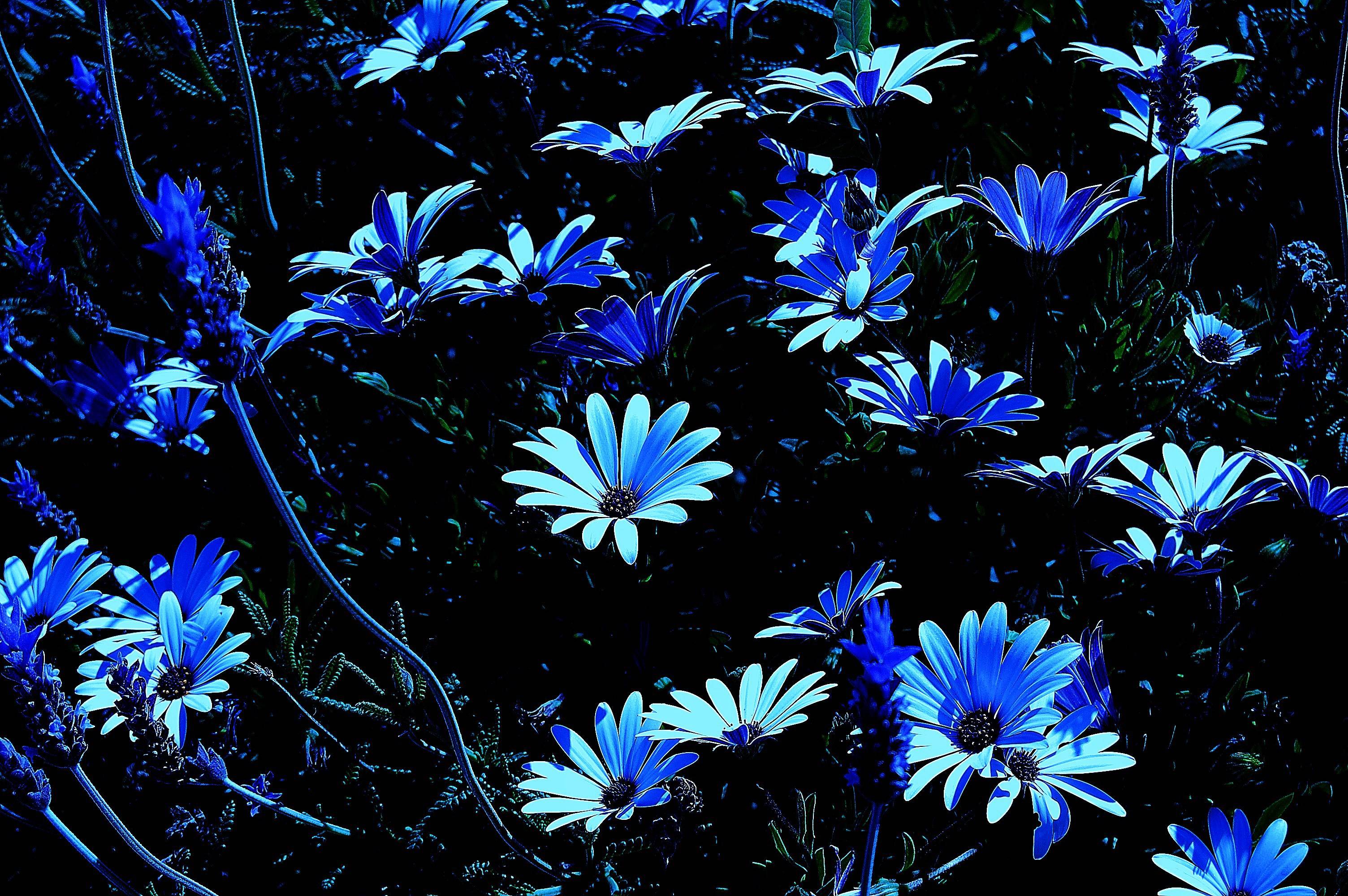 Serie: «Las Flores».. Helena Rovira Moreno