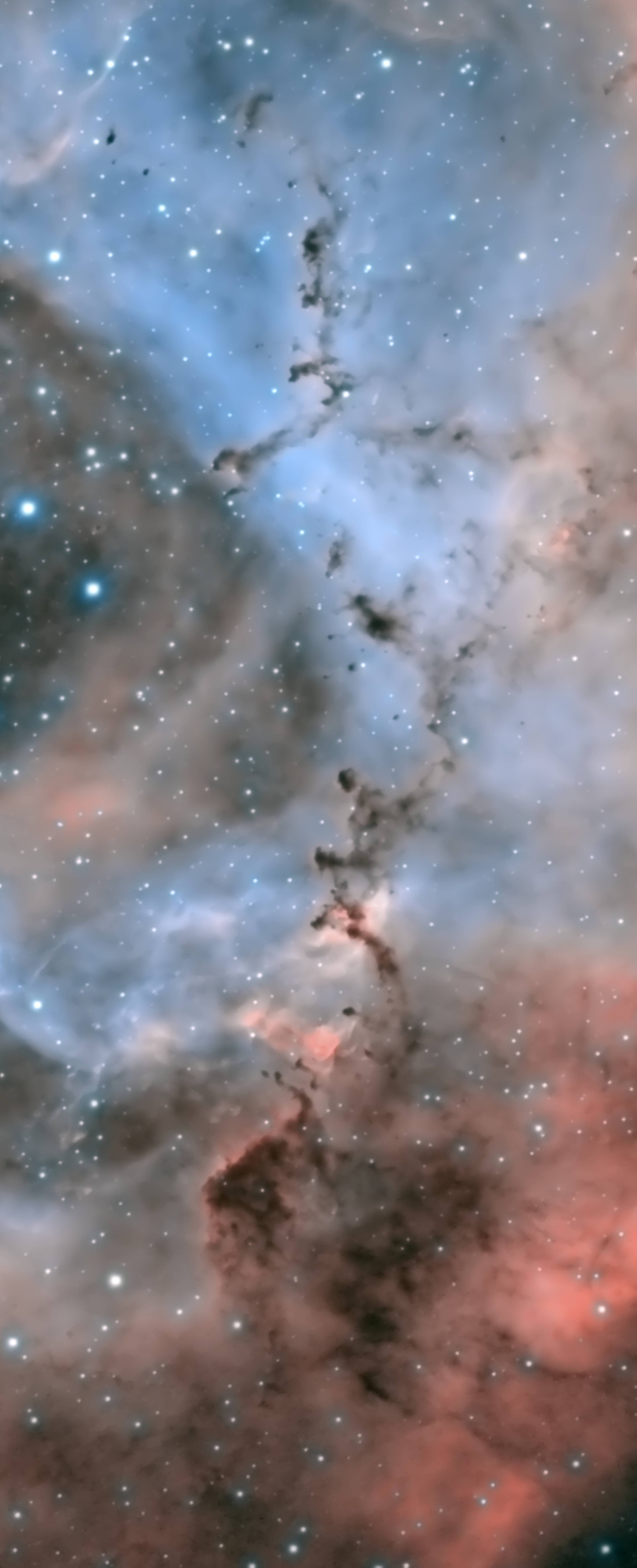 The leopard in the rosette nebula. David James