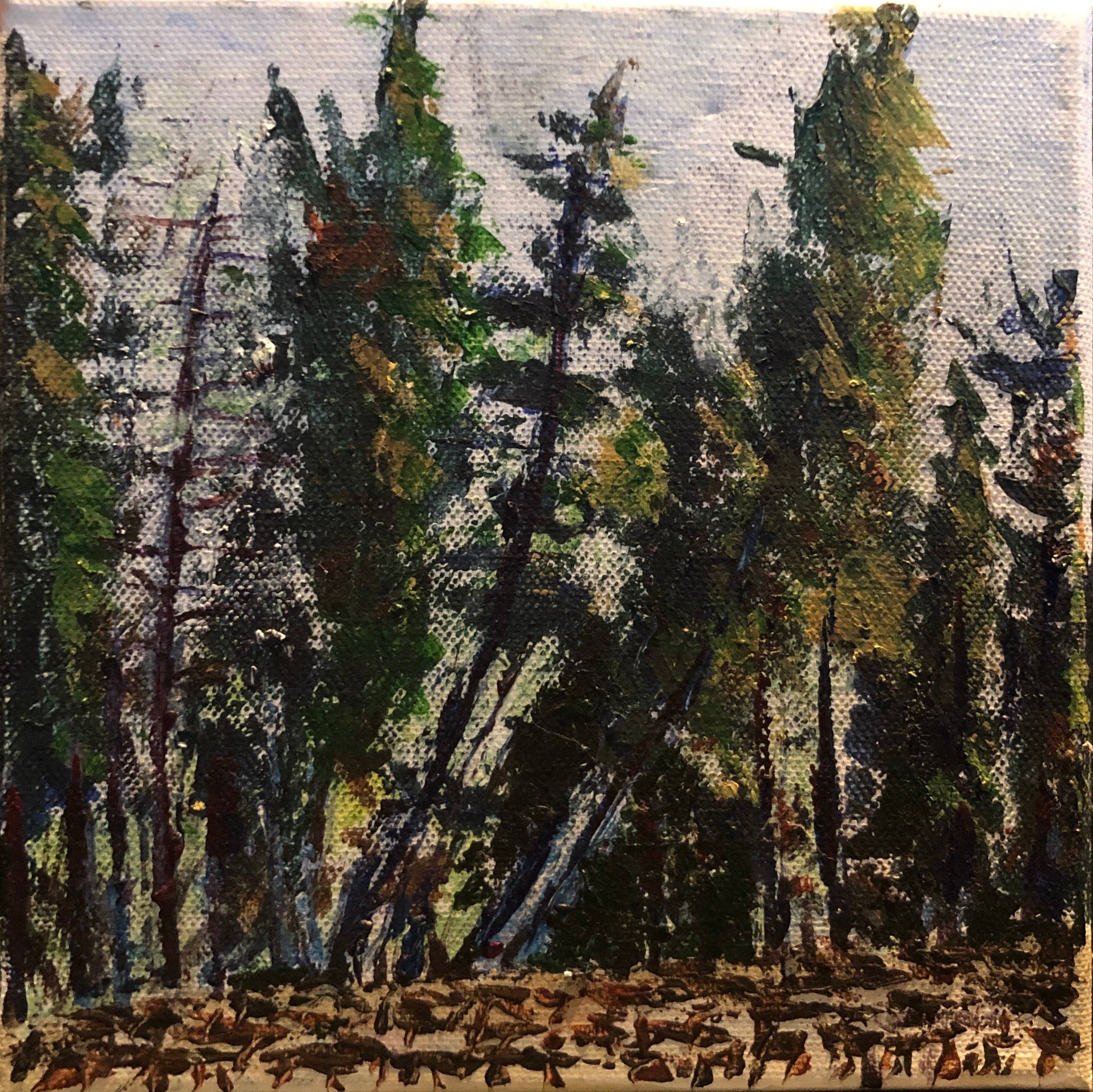 The forest. 
