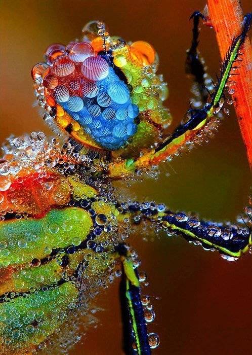 Dragonfly 23. Gabby Cooney