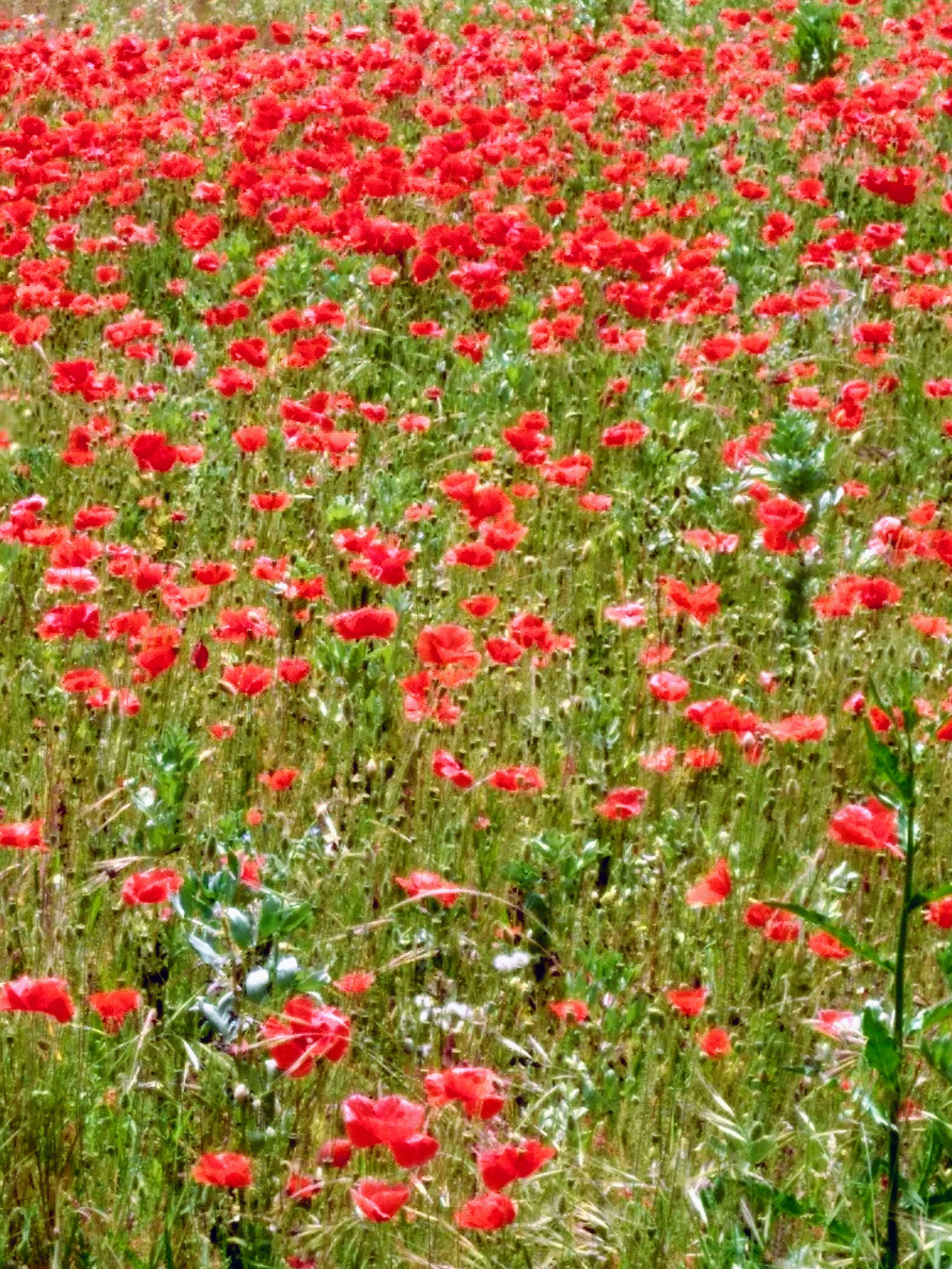 Jolis Coquelicots. 