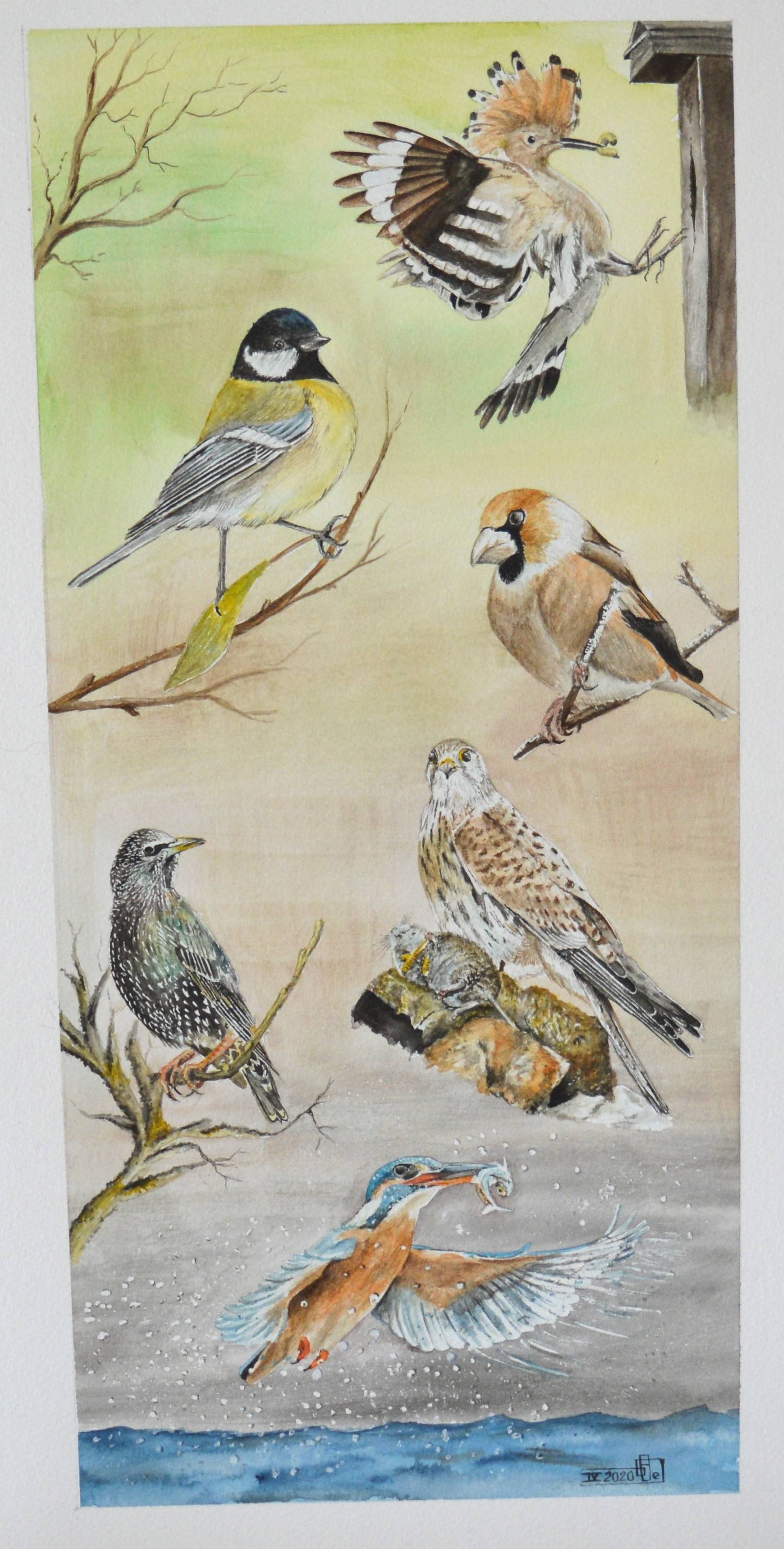 Oiseaux de chez nous. Gérard Bel