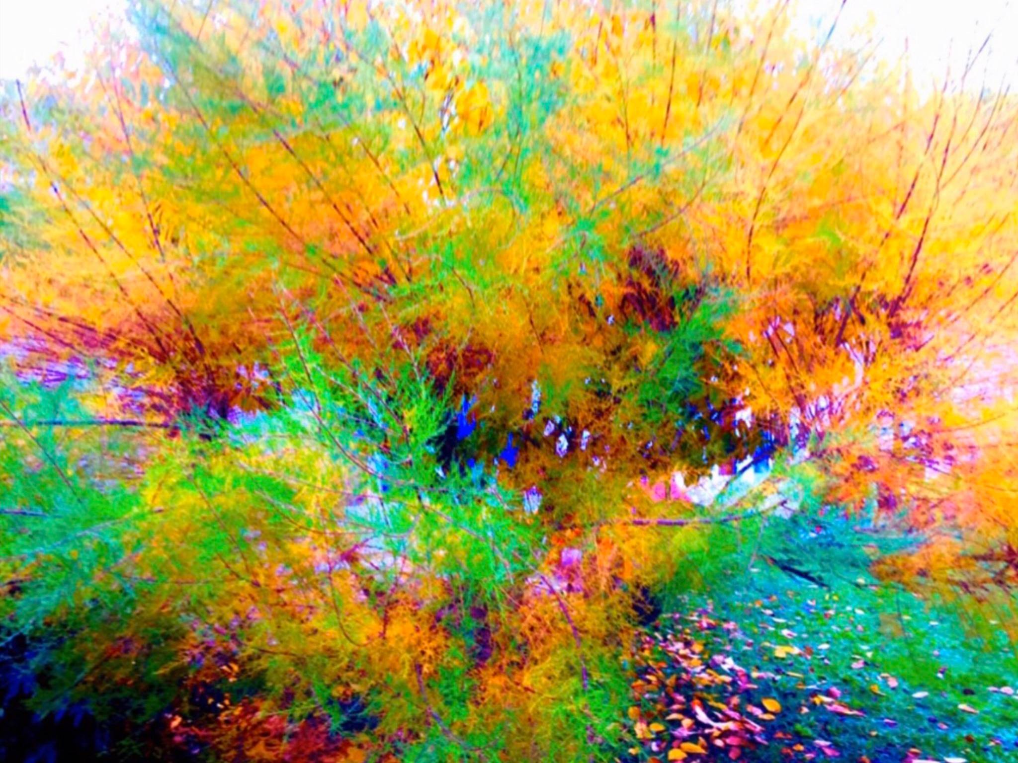 Série Végétale « explosion de couleurs ». Sylvain Collard Sylvain Collard