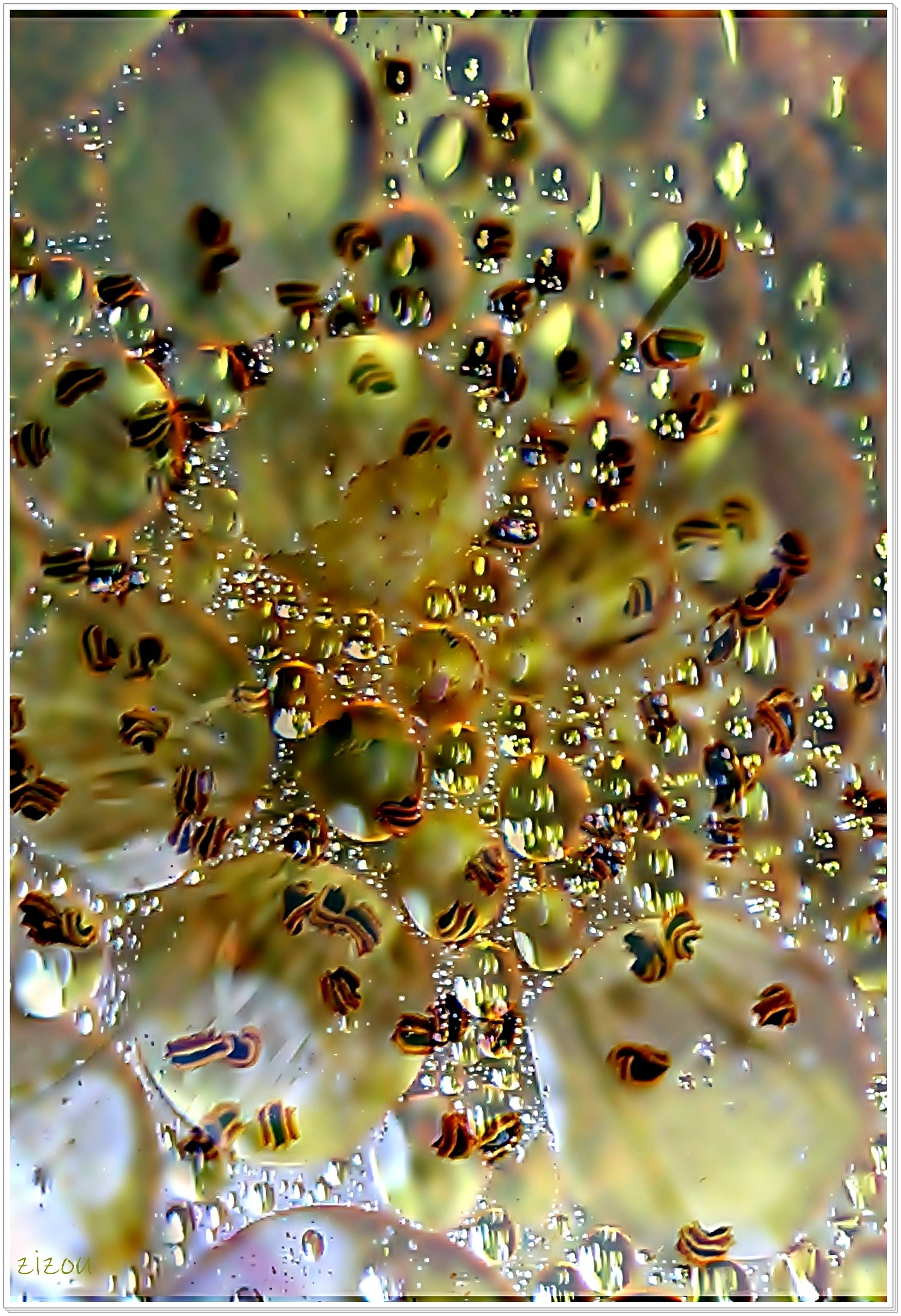 Photo de «bulles» !. 