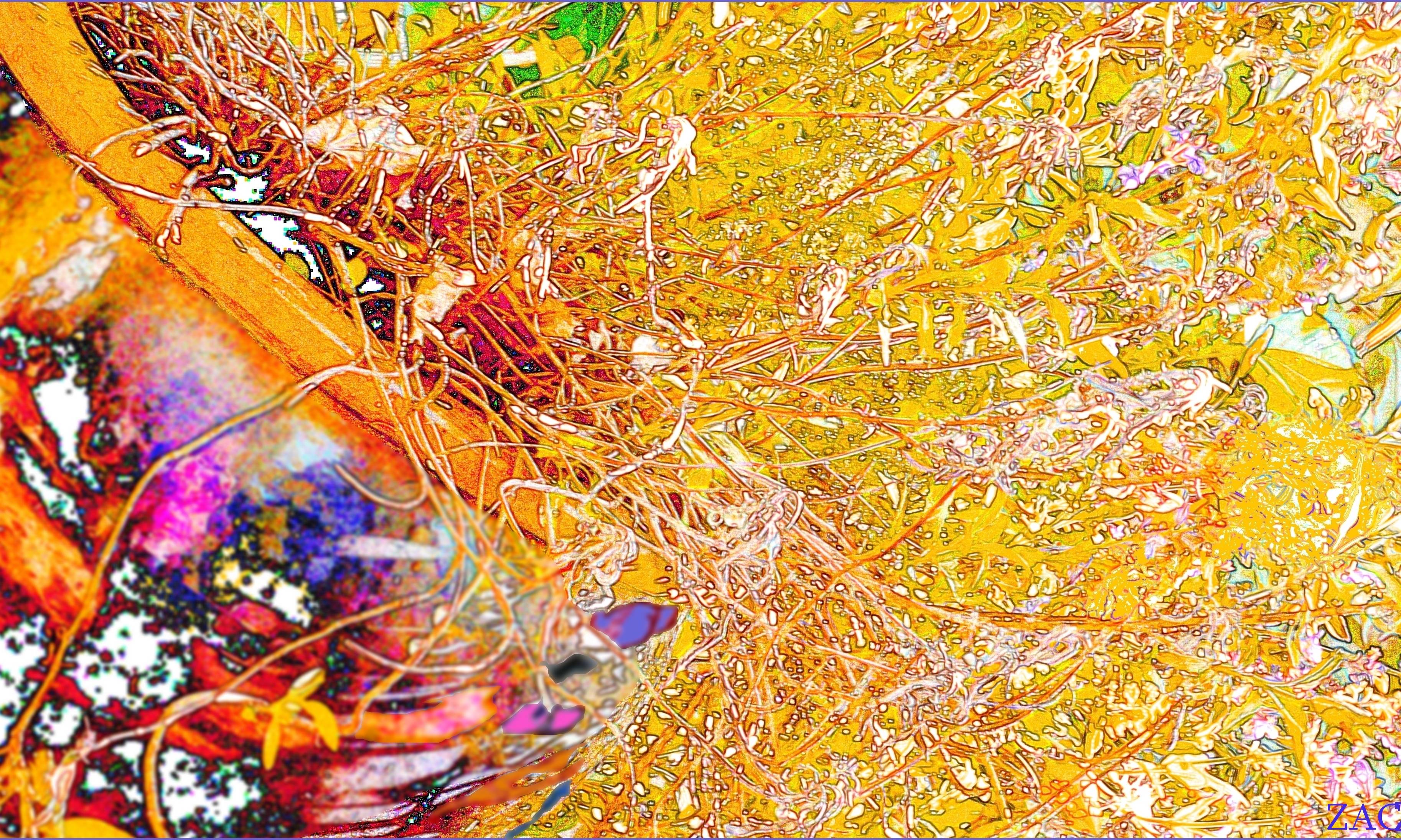 La potée de sauge.. 