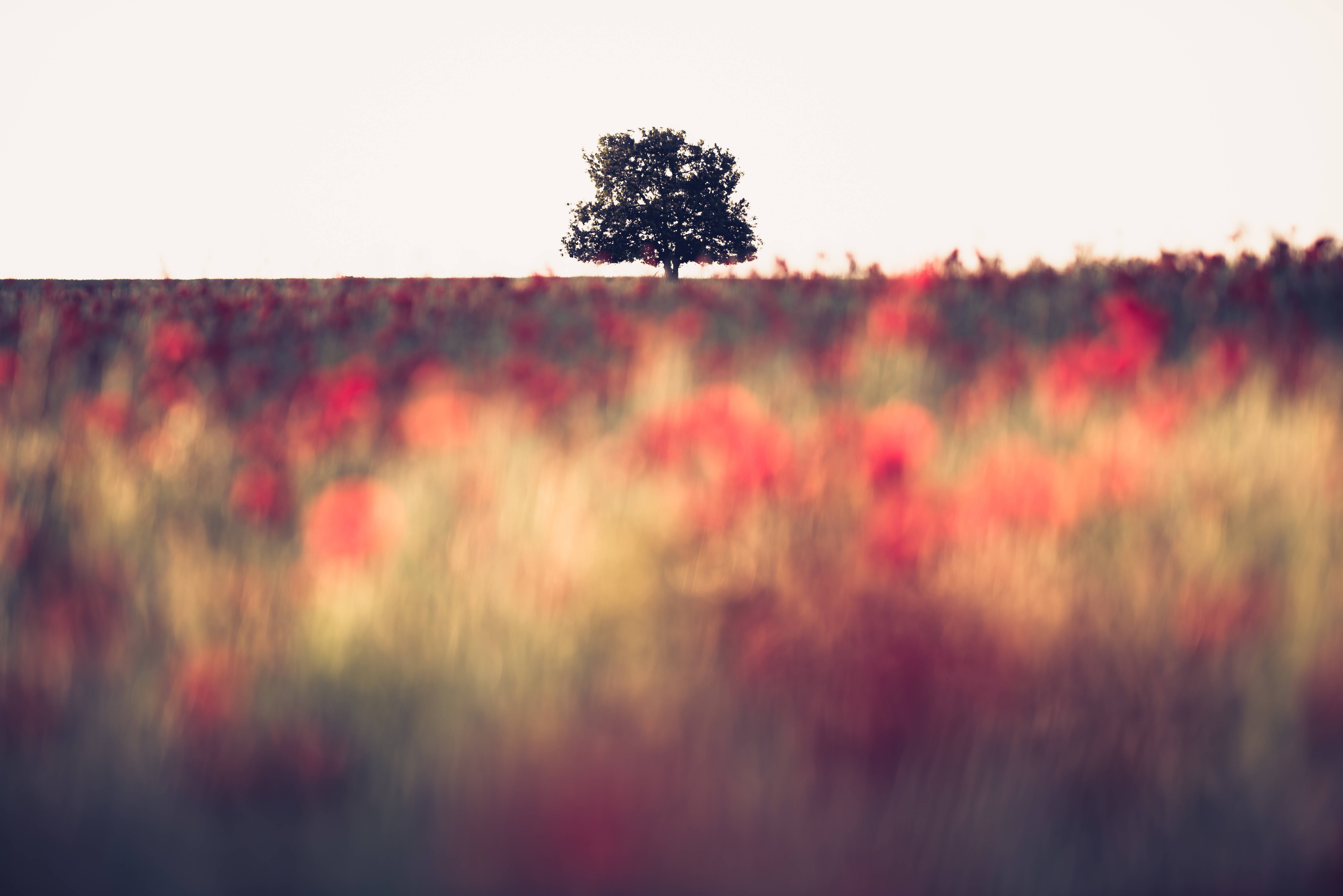 Alone.. Emmanuel Raussin