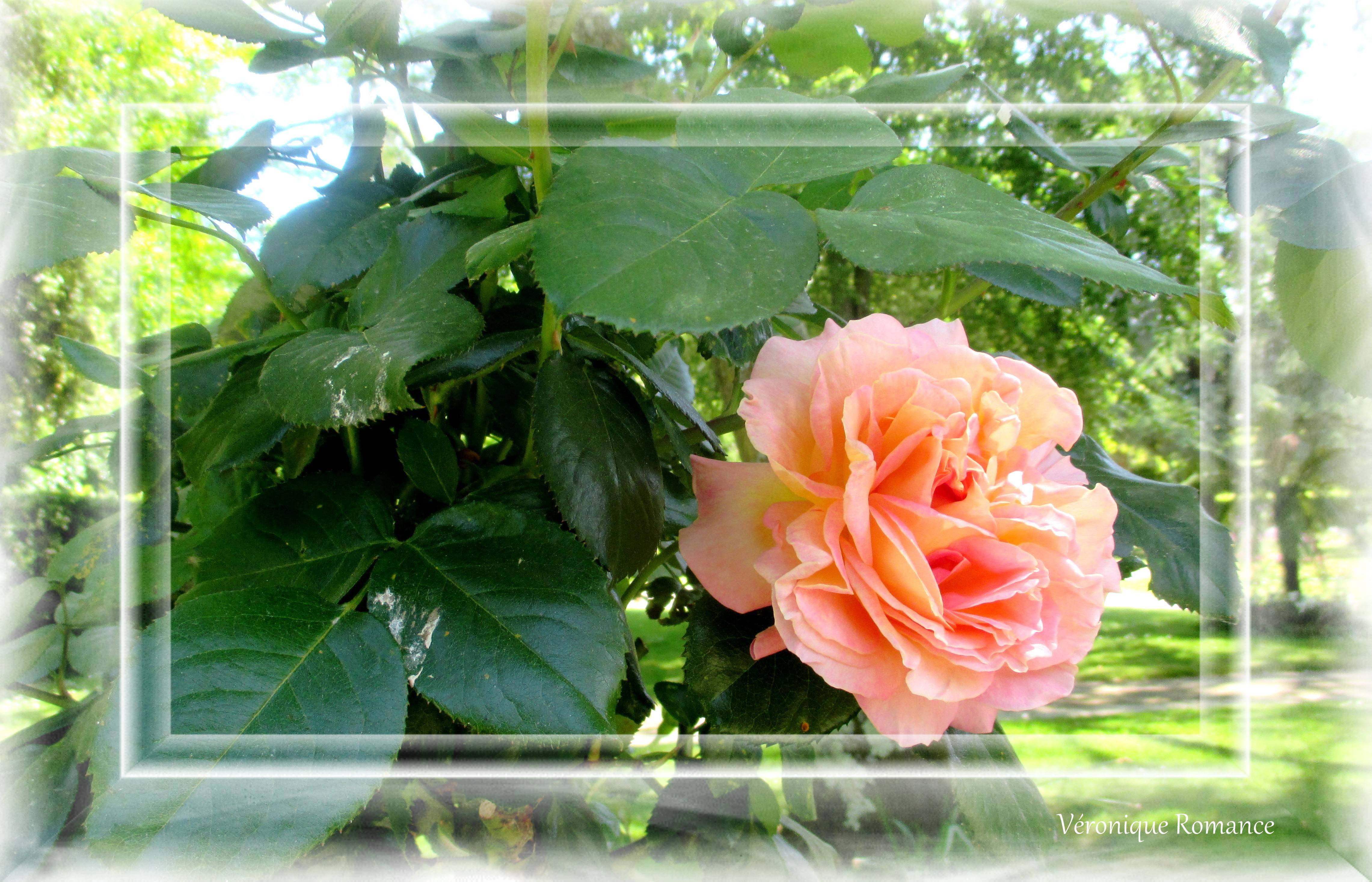 La rose de Coutances. Véronique Virtual Gallery