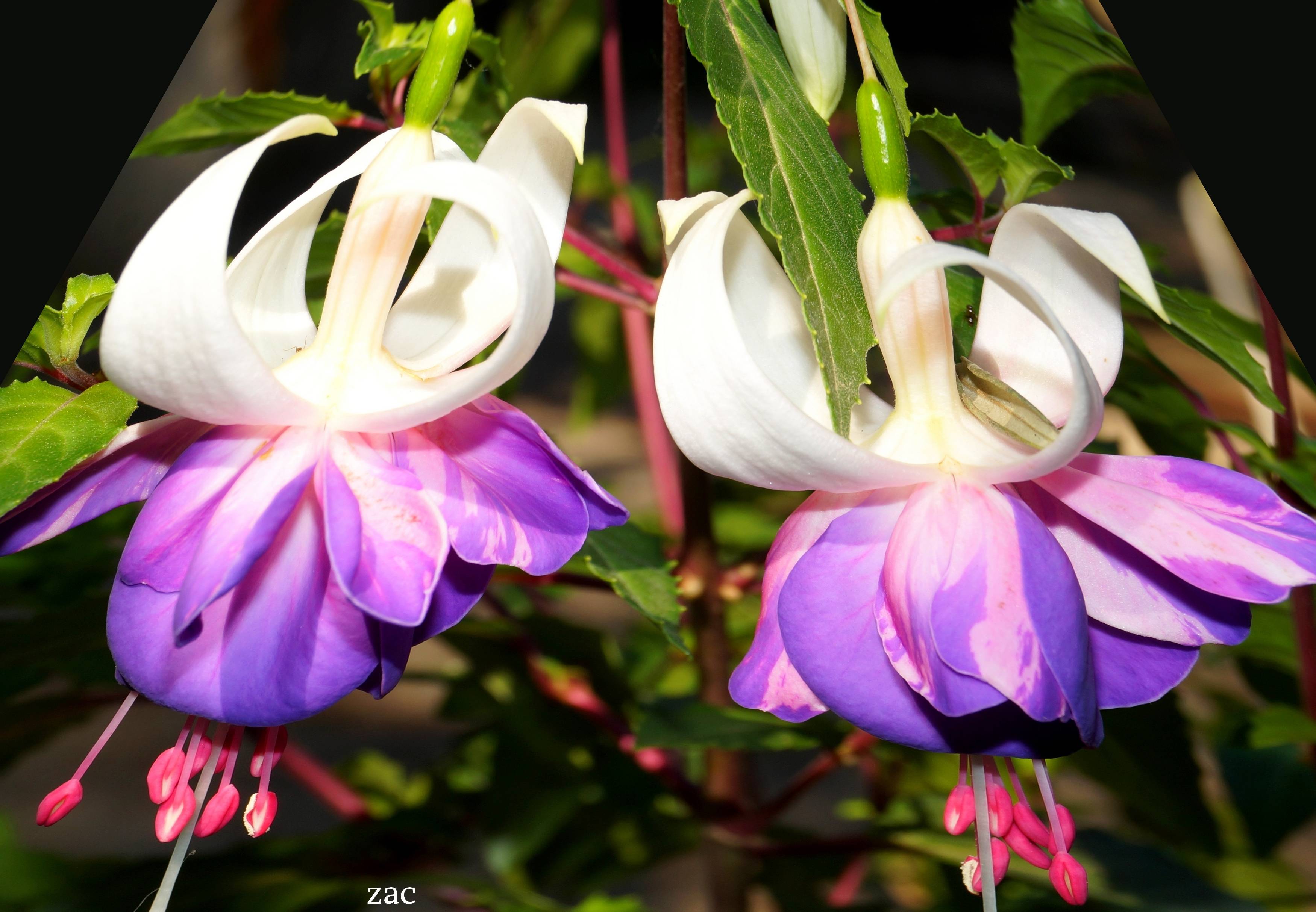 Les petites soeurs à cornette ! ! !. 