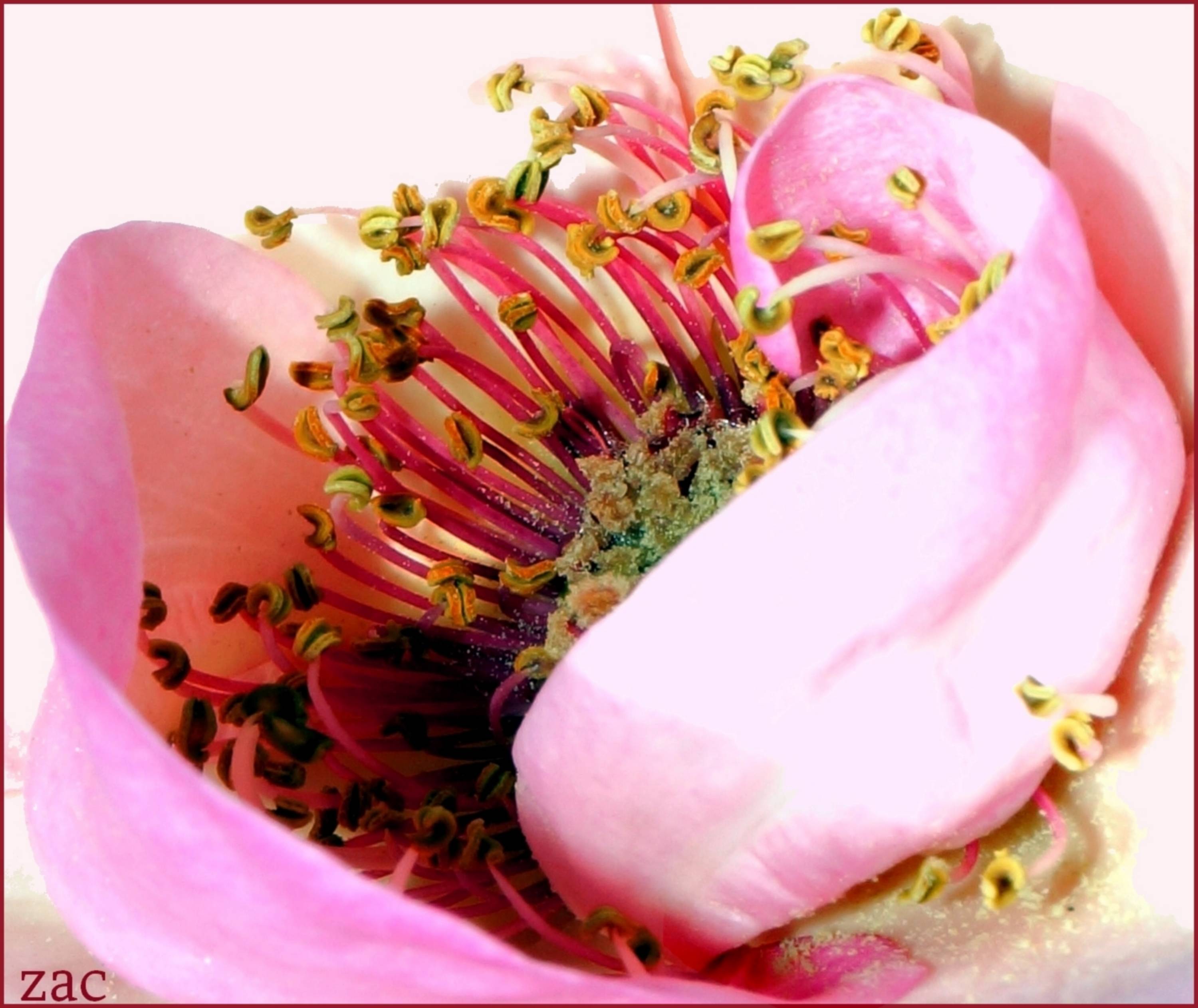 Au coeur du jardin d'une rose !. 