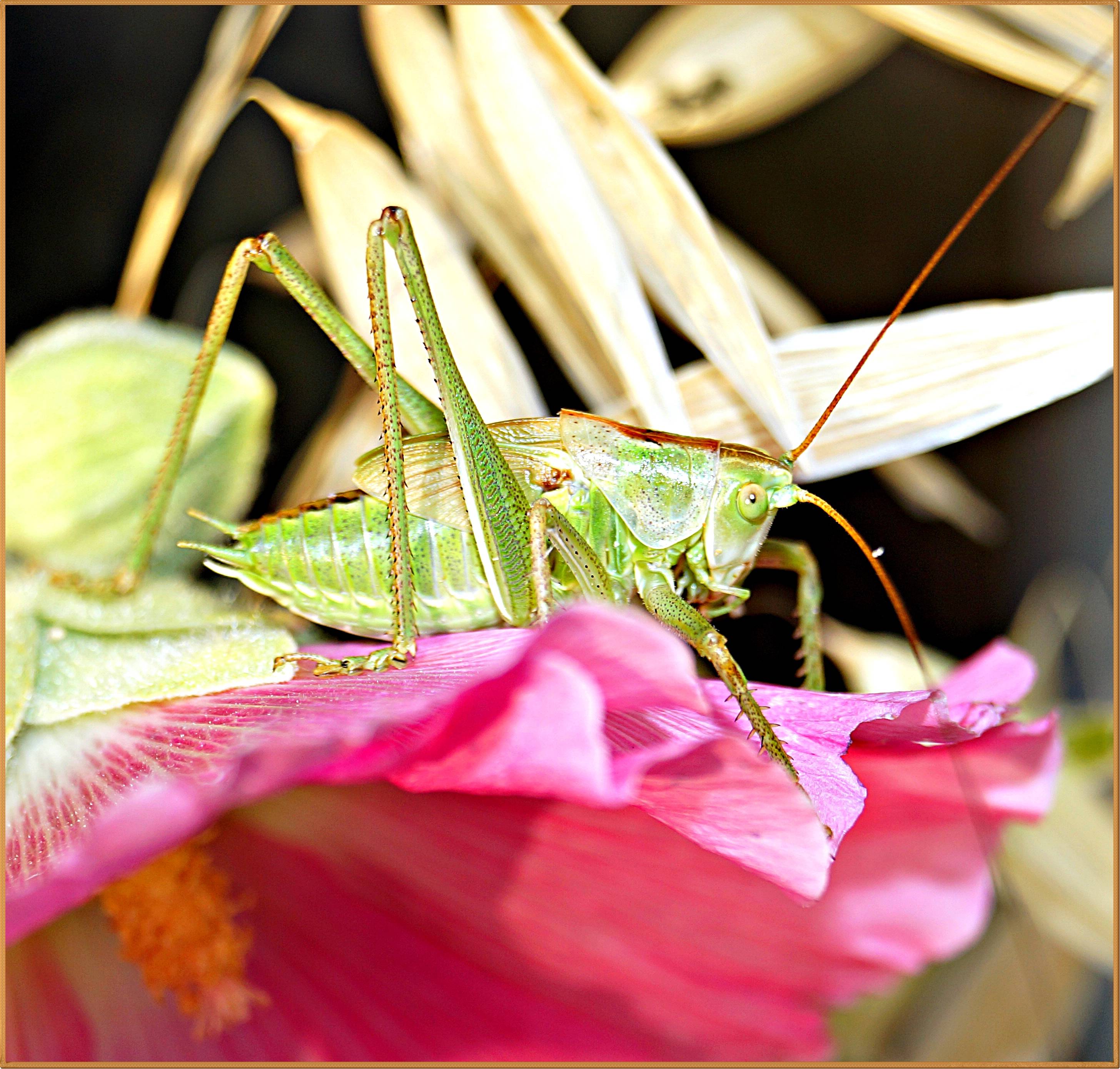 Sauterelle sur rose trémière !. 