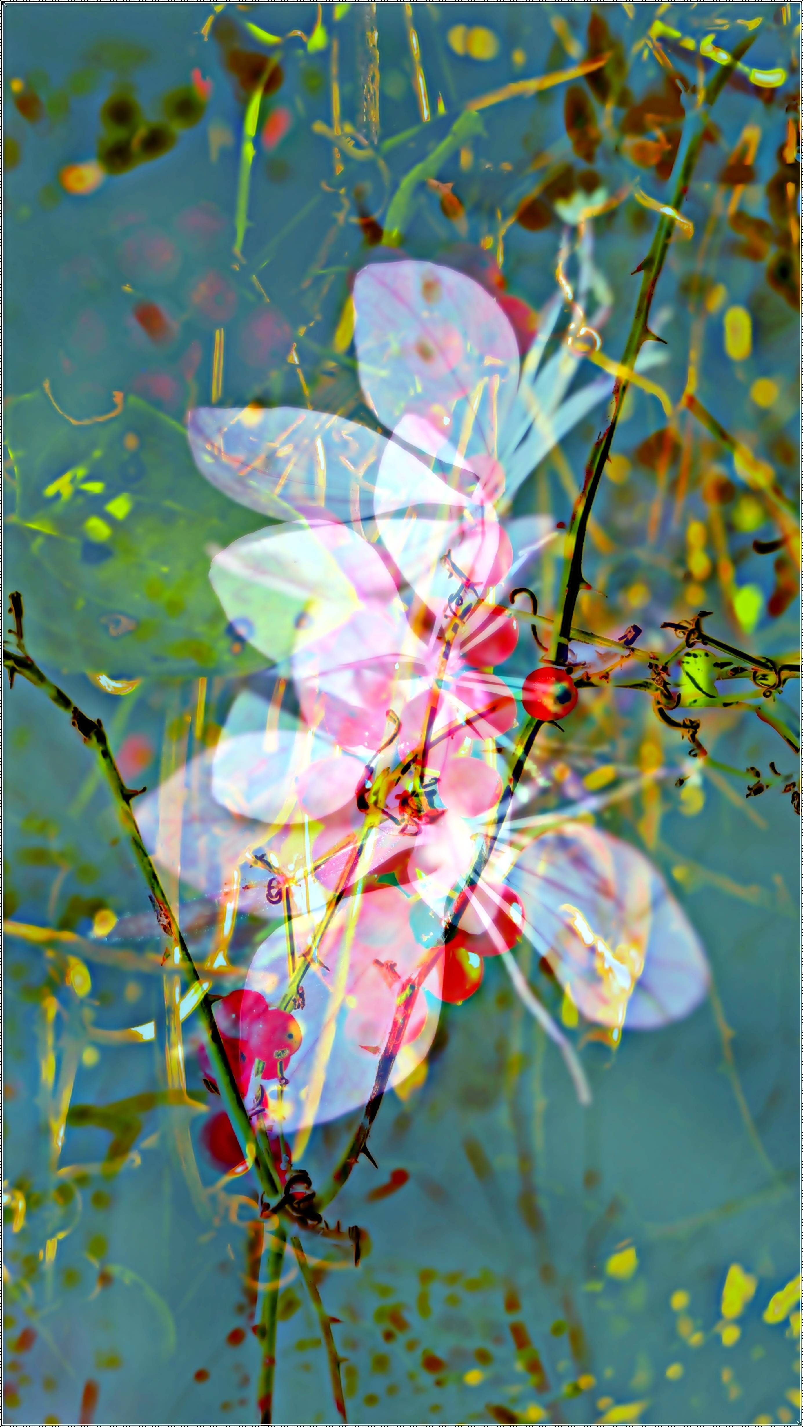 Baie-fleur. 