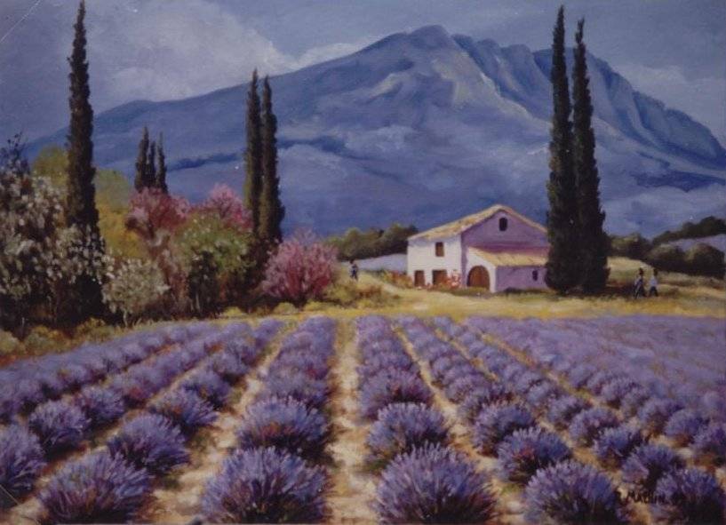 Champs de Lavande. Roger Machin M. Machin