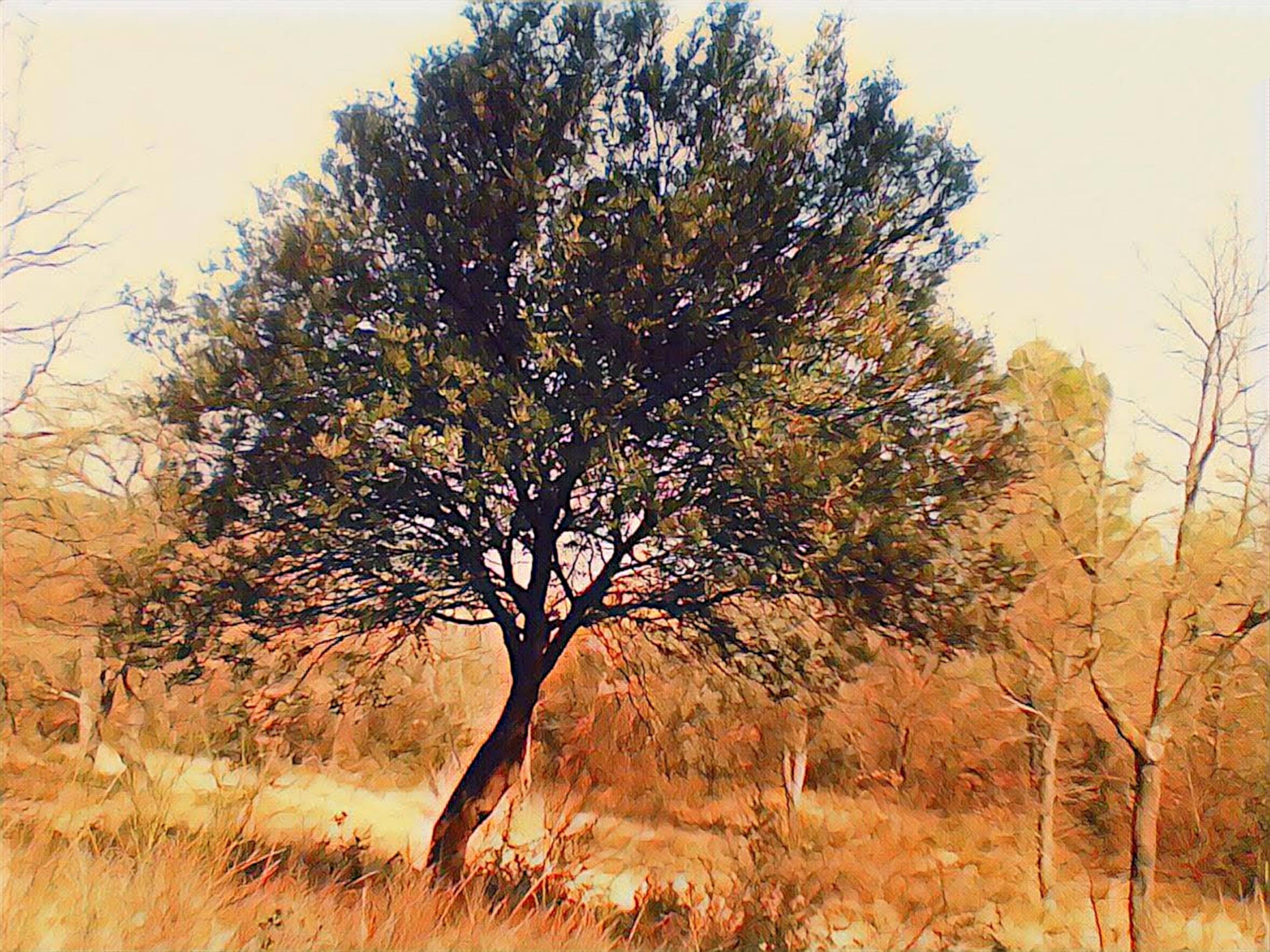 Arbre, d'où viens-tu ?. _Hub_ _Hub_