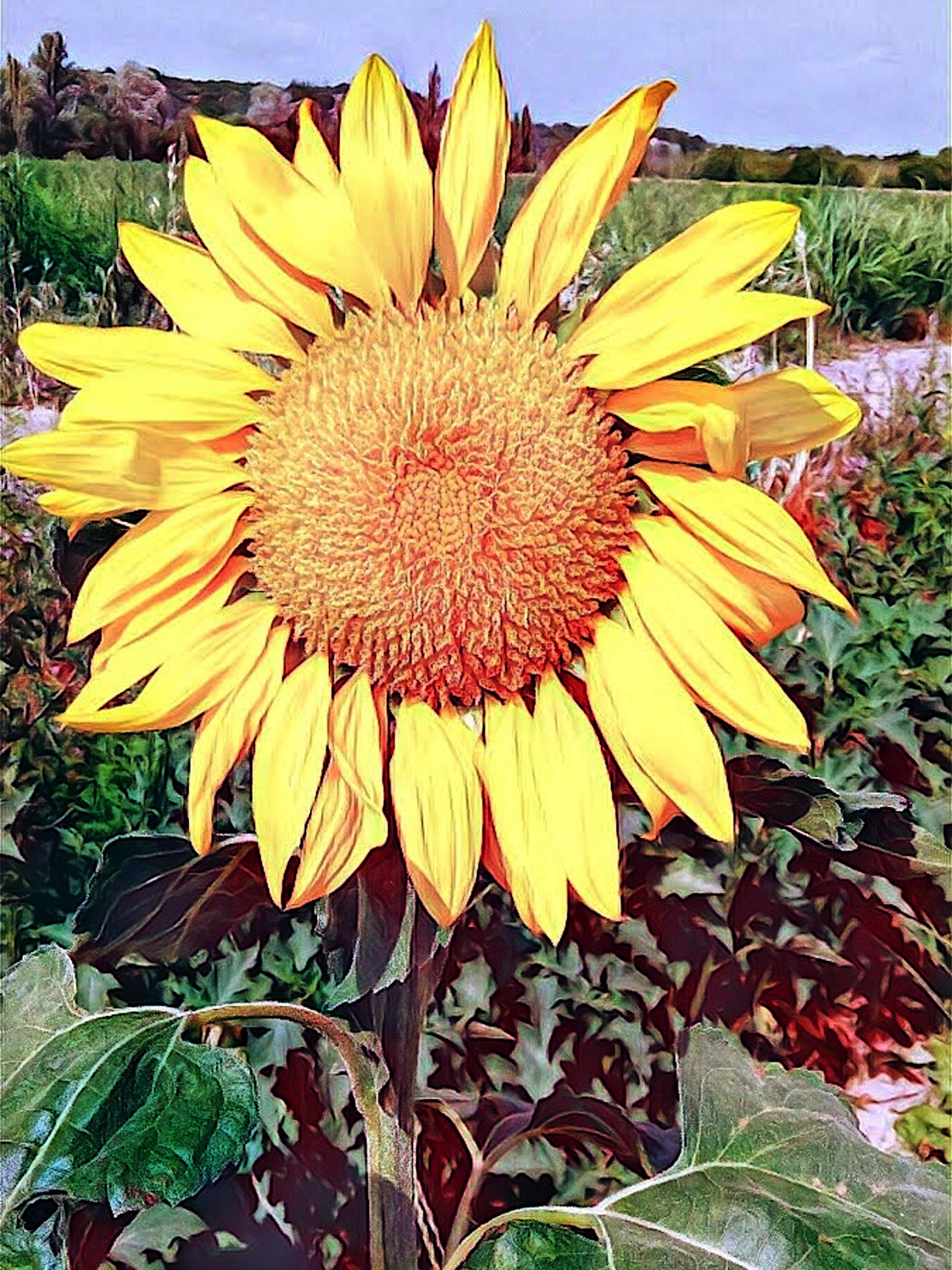 Tourne Soleil. _Hub_