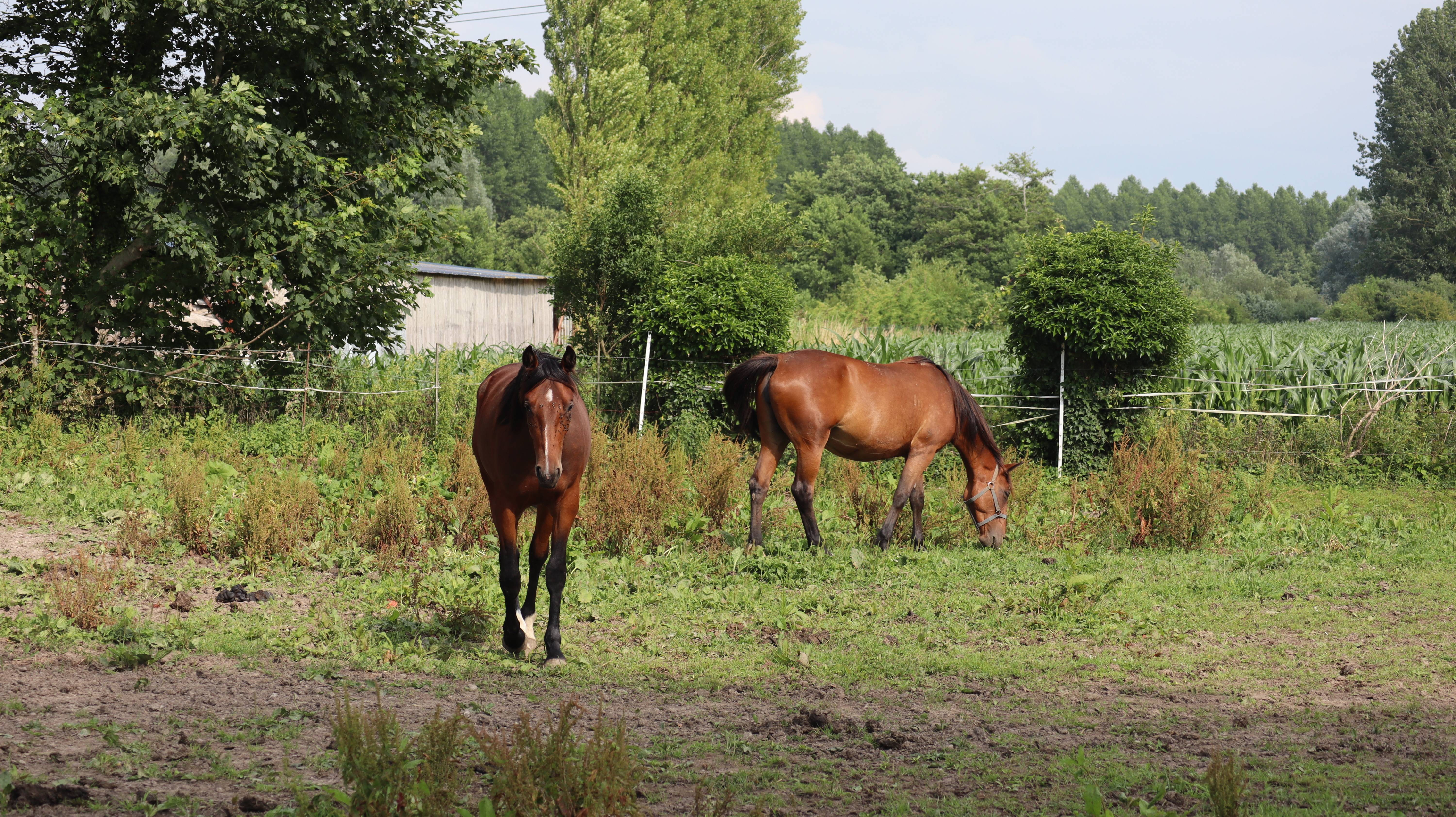 Cette belle jument vient à notre rencontre. Nathalie Hochard-Gaudry