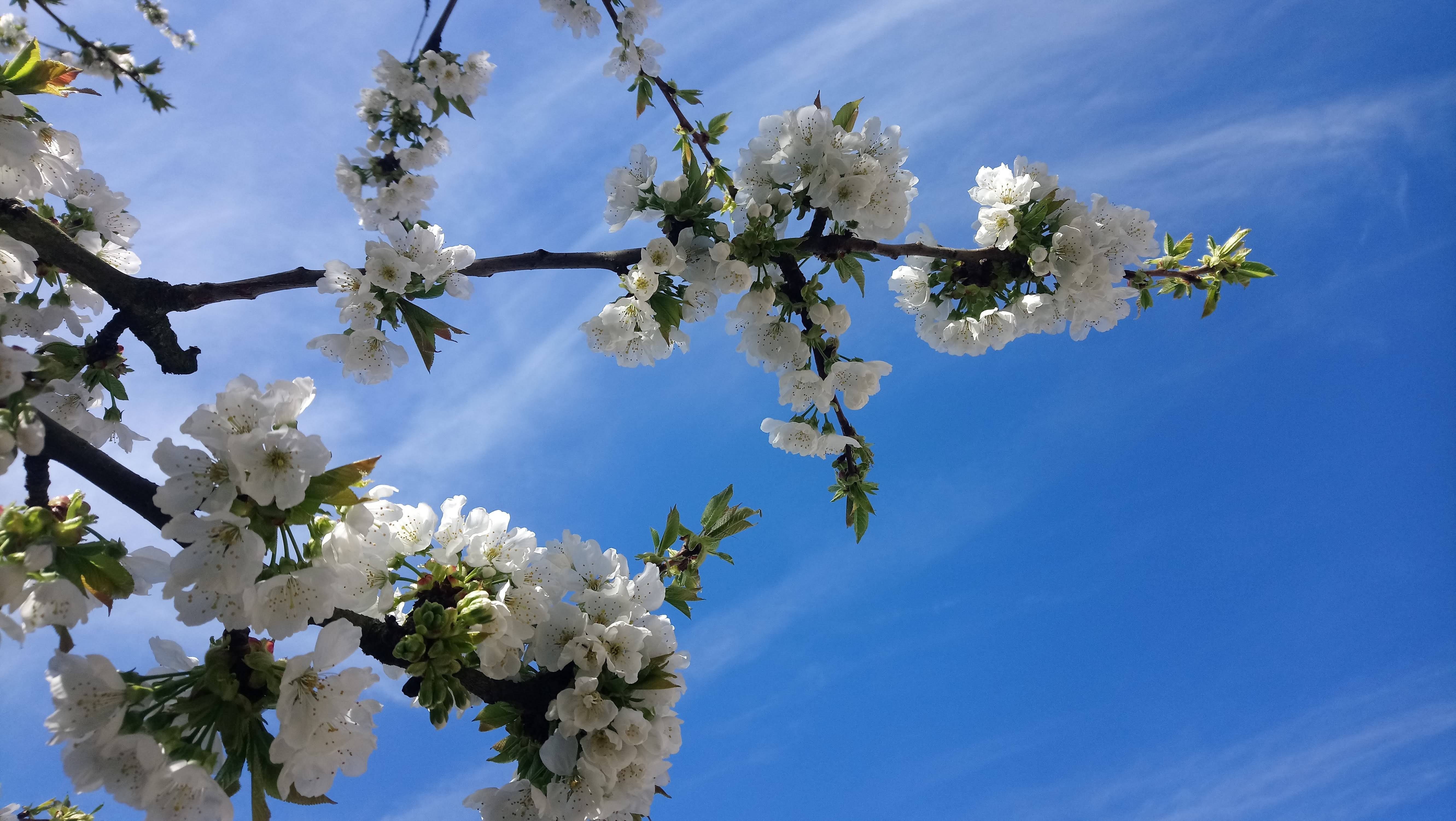 Fleurs de cerisier. Lyd Mal