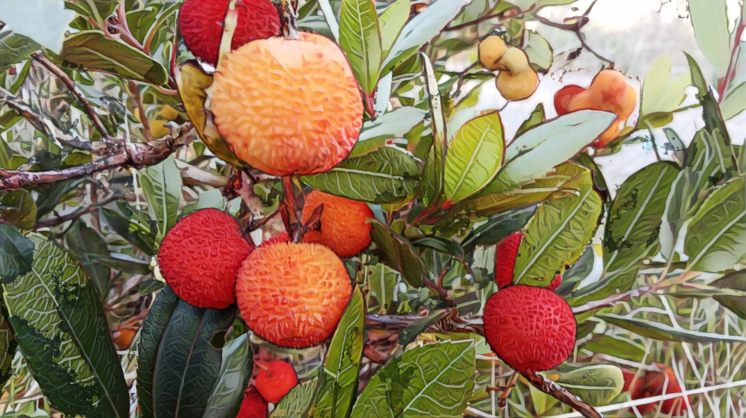 Fraise d'hiver. _Hub_ _Hub_