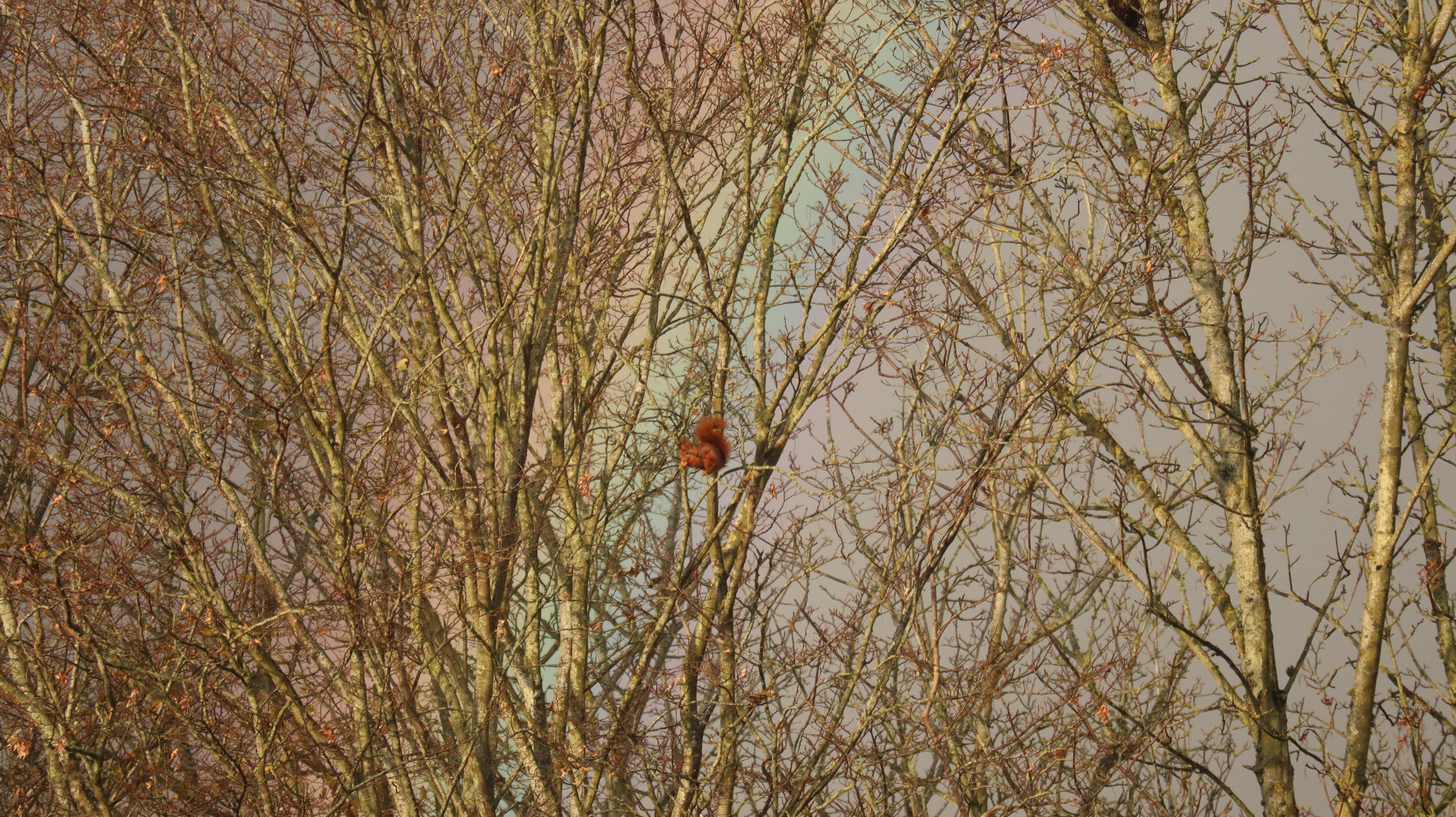 L'écureuil sur l'arc-en-ciel. Nathalie Hochard-Gaudry