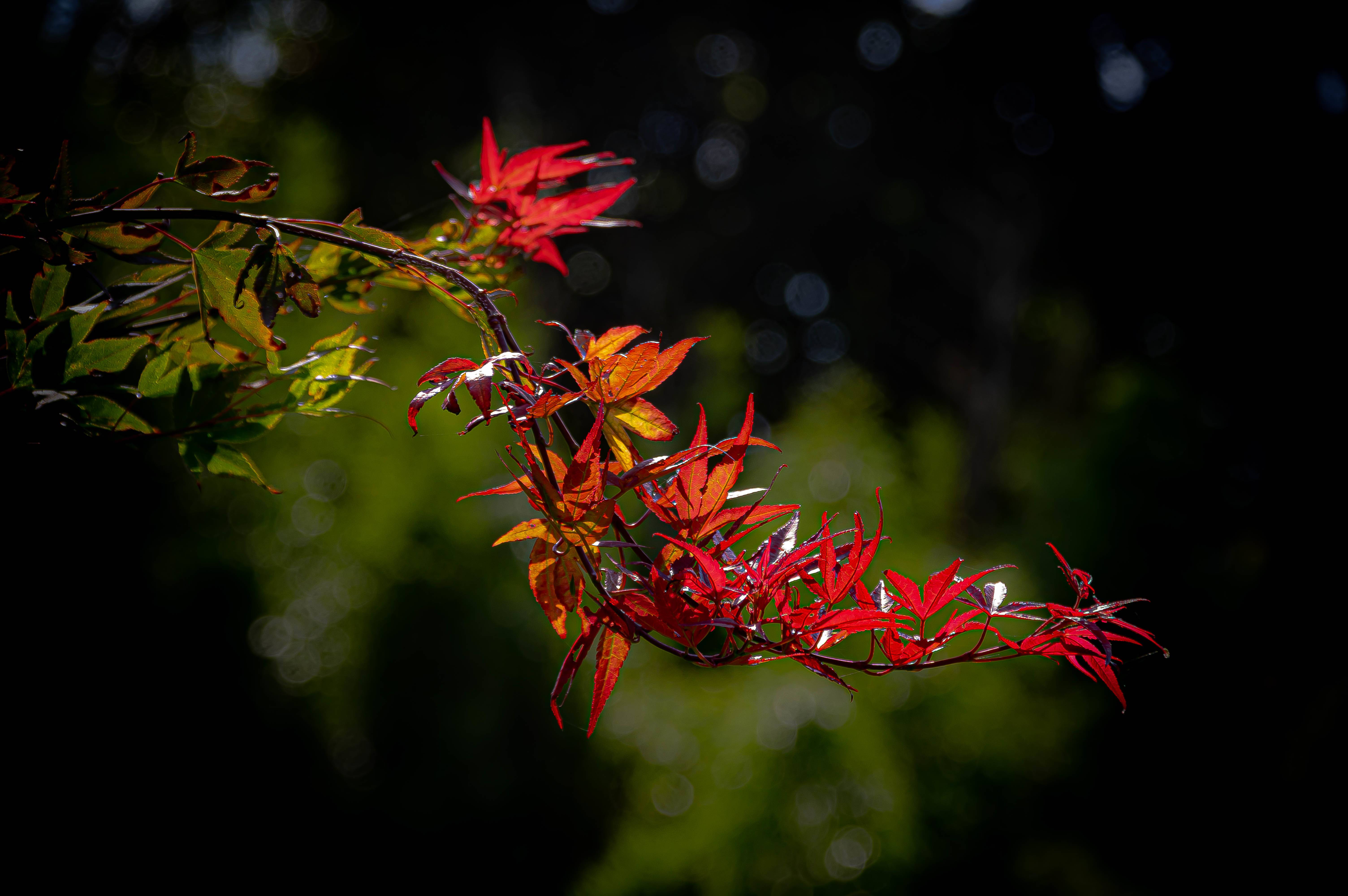 Mouvement de branche colorée sur fond sombre. Jean-Yves Lacy Jean-Yves L