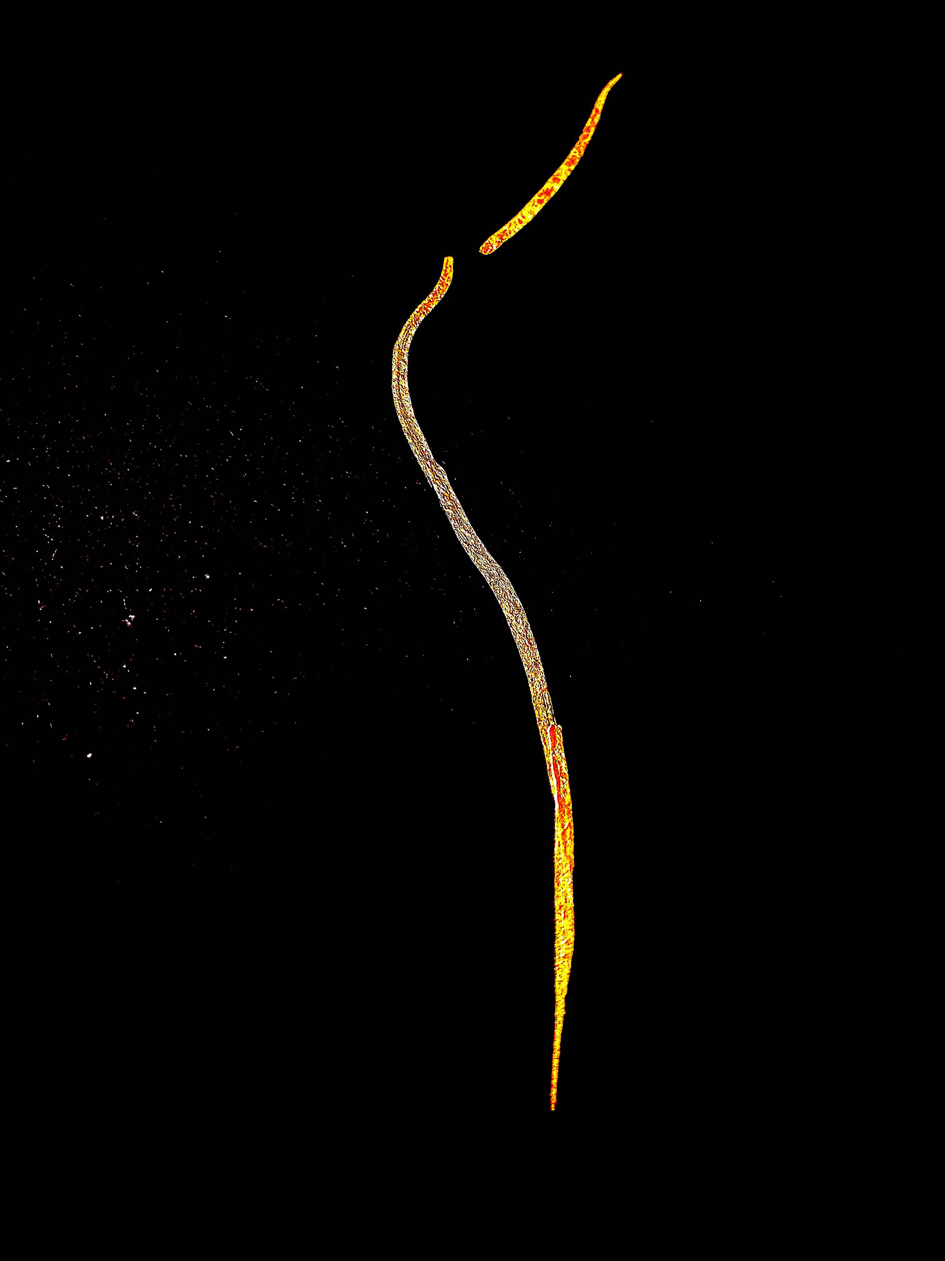 Rendre visible l'invisible. 