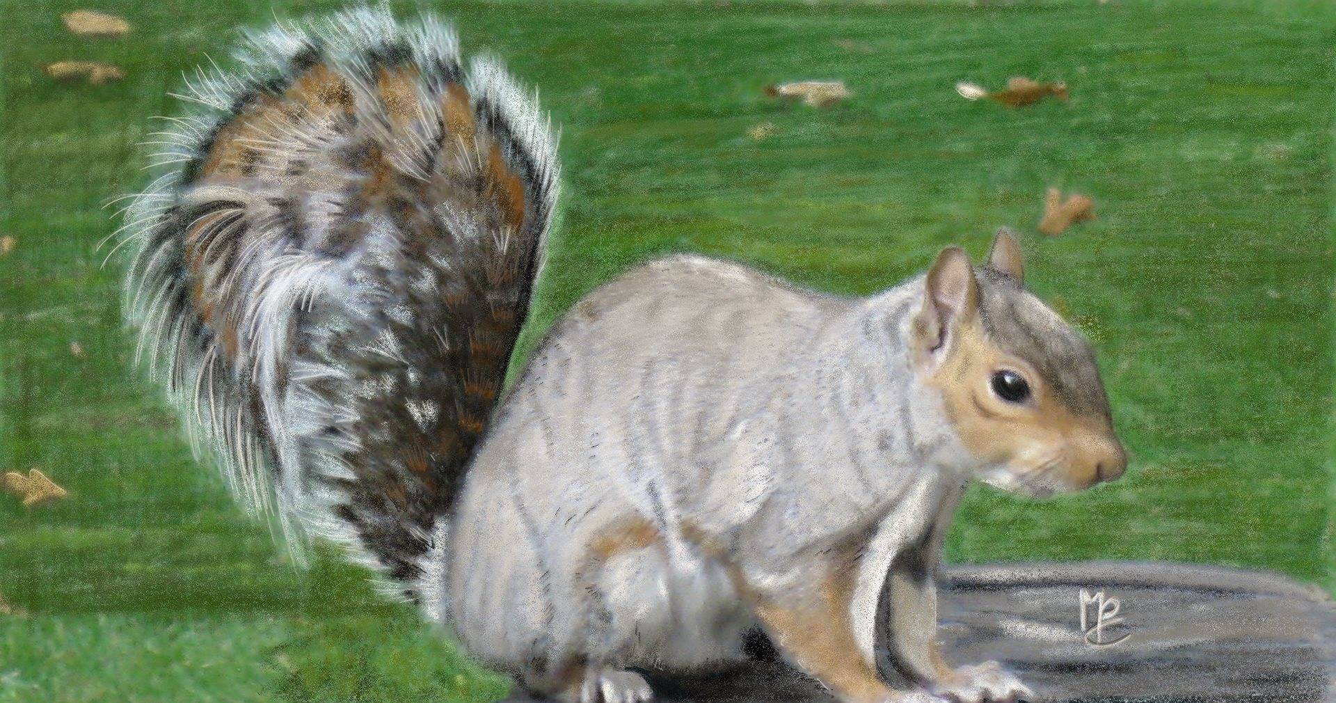 Ecureuil à HollandPark. Marie-Pierre Chaine