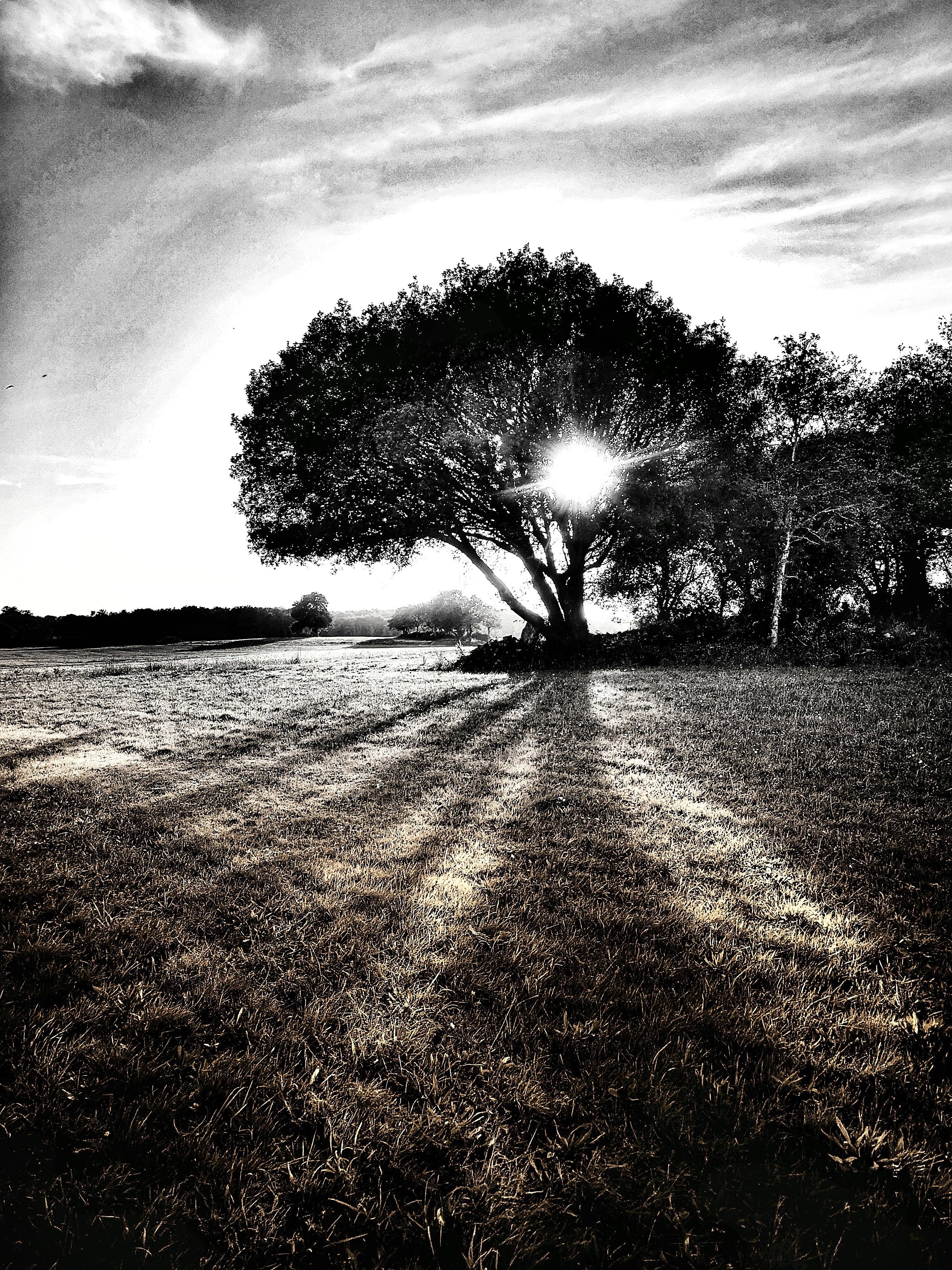 L'ombre. Sandre Grain De Sandre