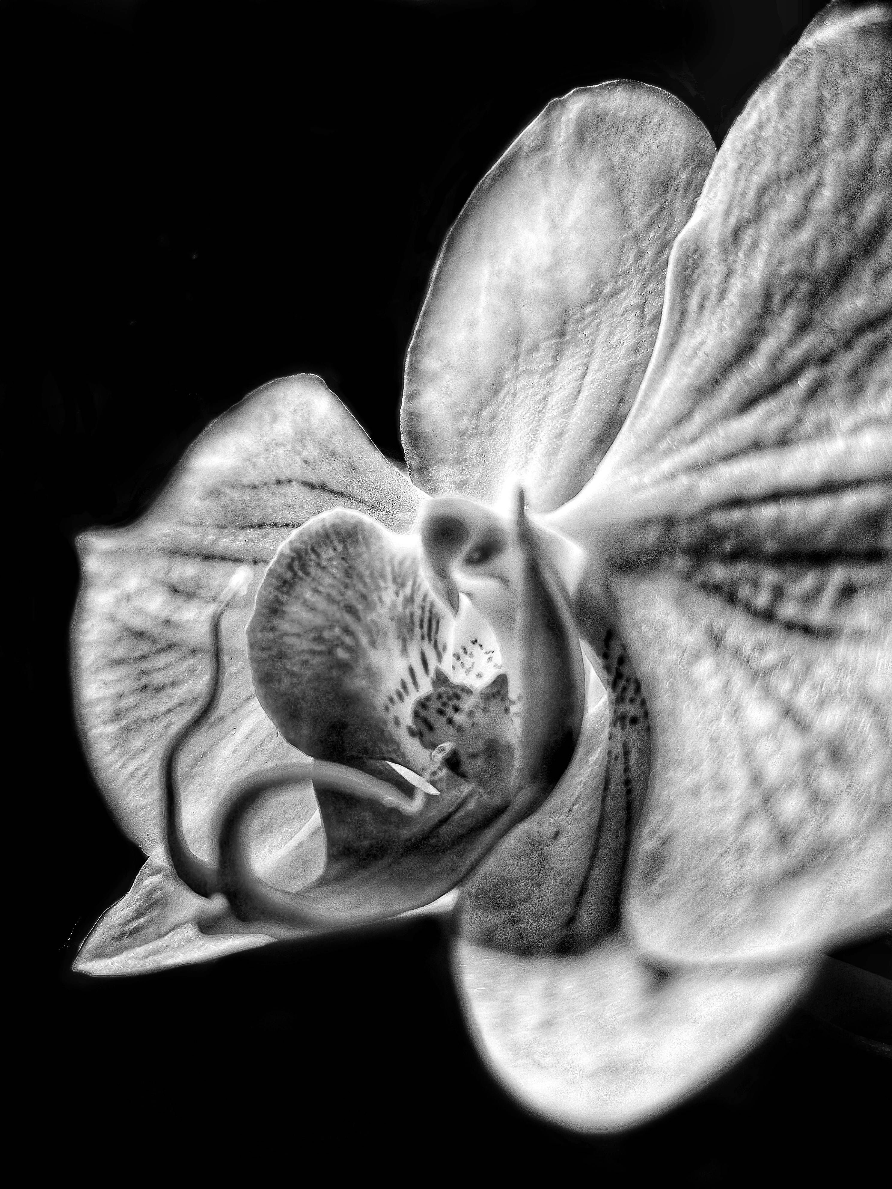 L'orchidée. Sandre Grain De Sandre