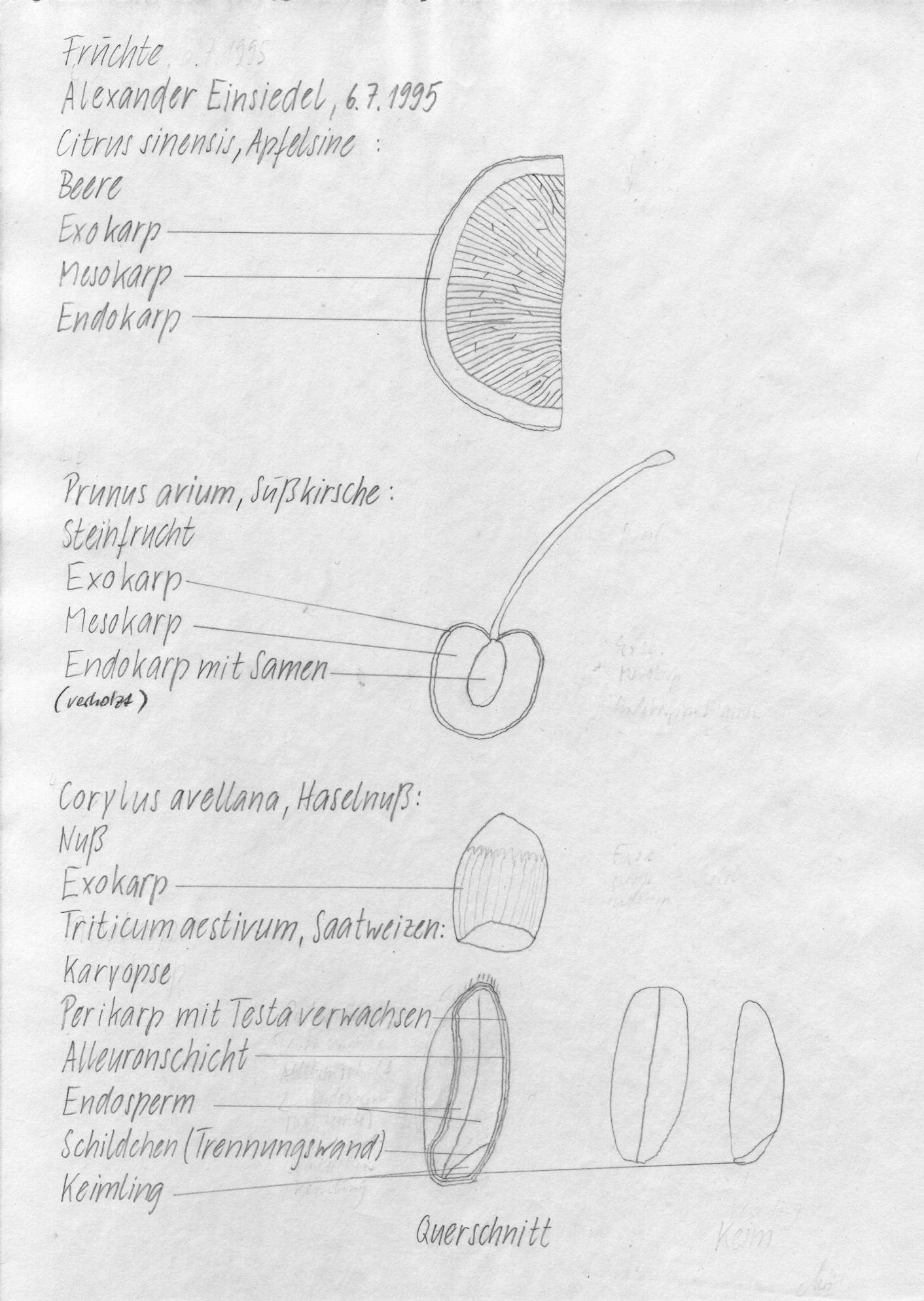 Fruits; Citrus sinensis, Prunus avium, Corylus avellana. Alexander Einsiedel