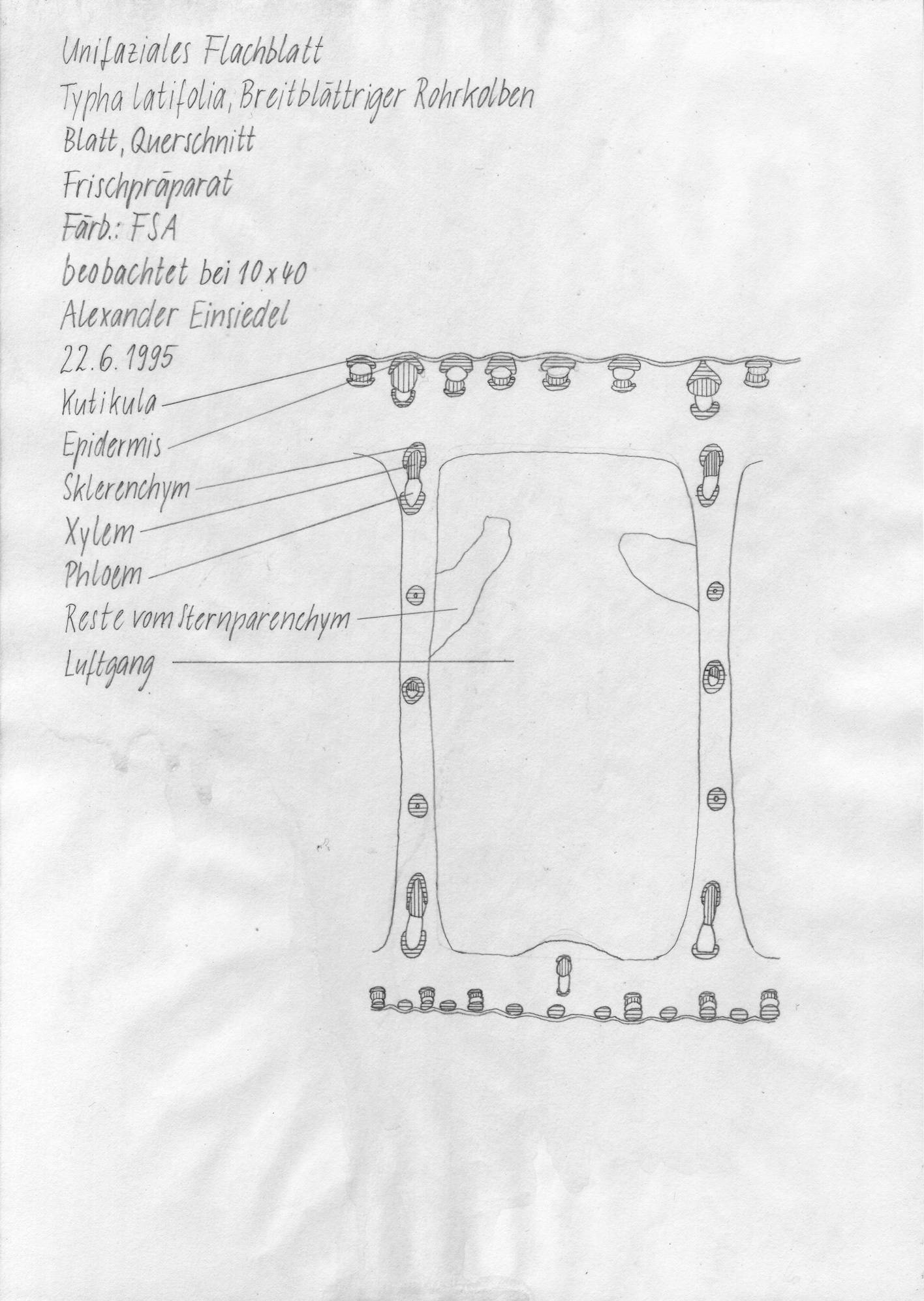Unifacial flat leaf; Typha latifolia; leaf, cross section. Alexander Einsiedel
