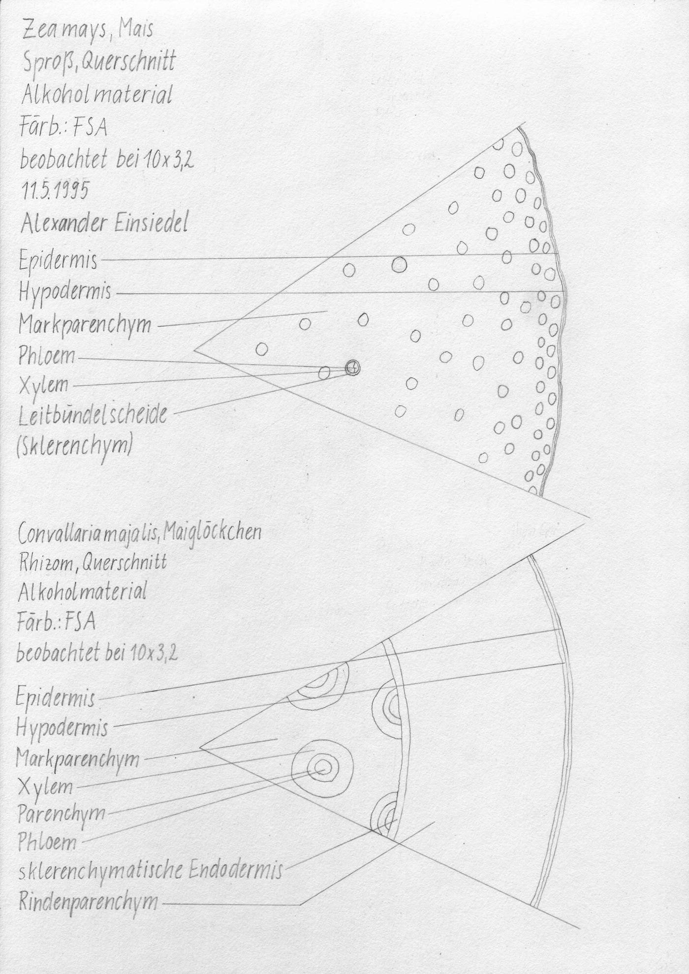Zea mays, Convallaria majalis; sprout, cross section / rhizome, cross section. Alexander Einsiedel