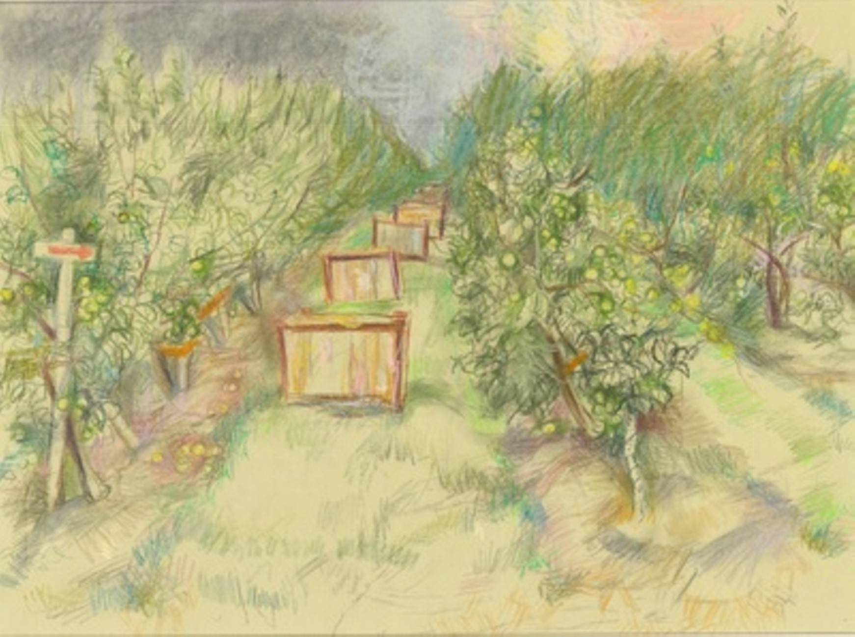 Obstplantage vor der Ernte. Manfred Schubert Ursula Schubert