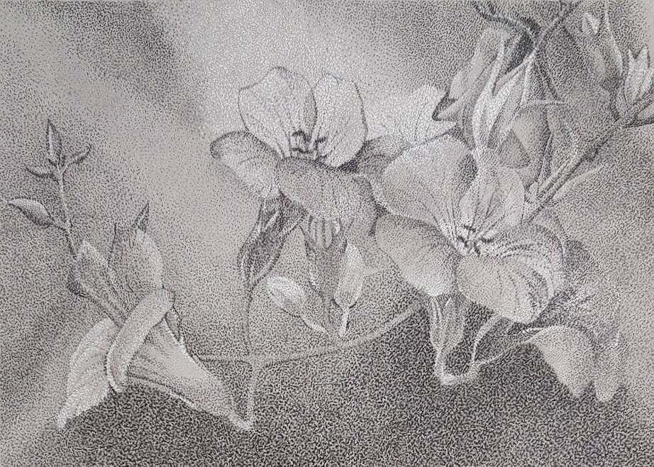Fleurs. Andre Rollet Dedescrayons