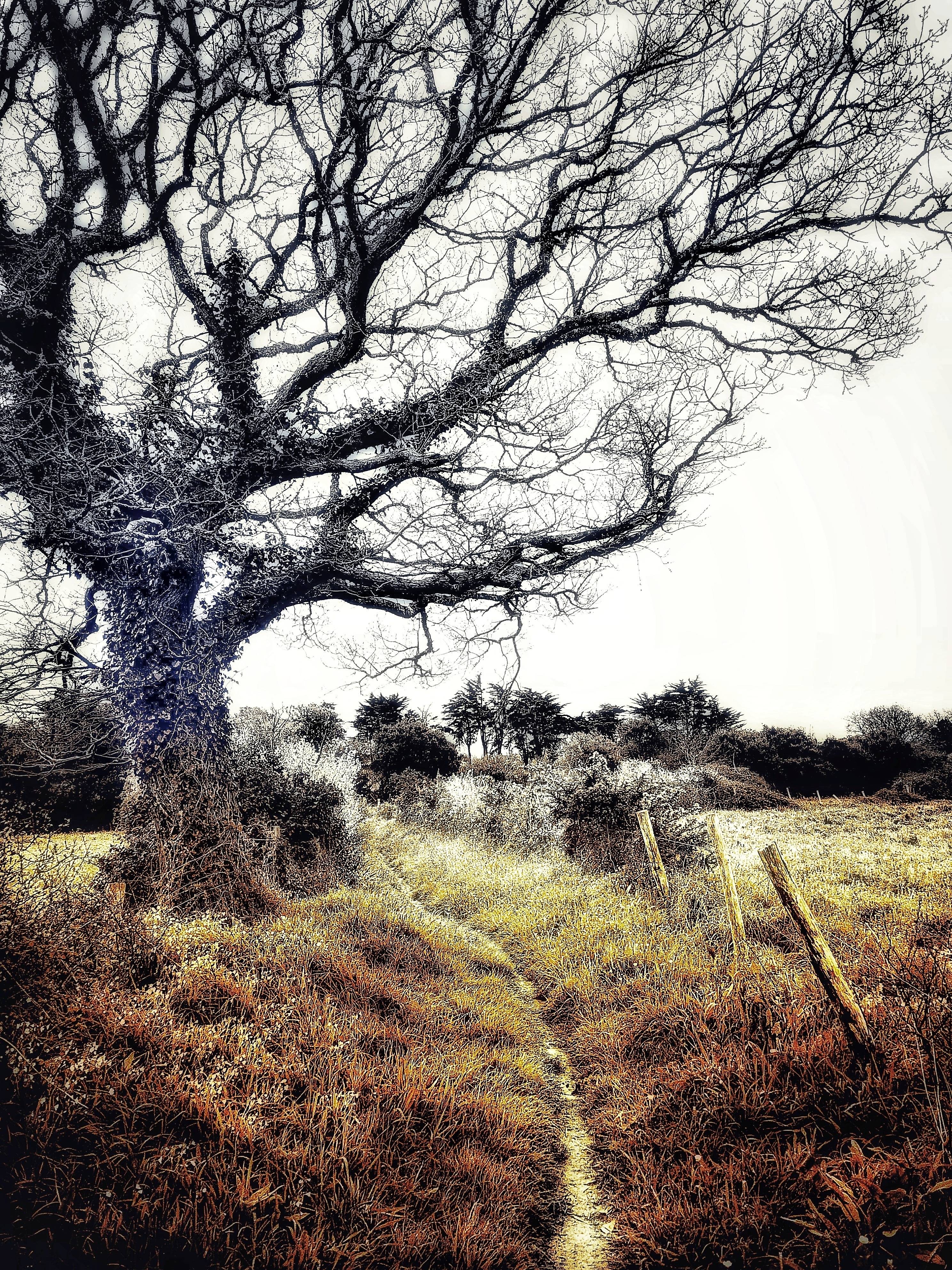 Chemin faisant…. Sandre Grain De Sandre