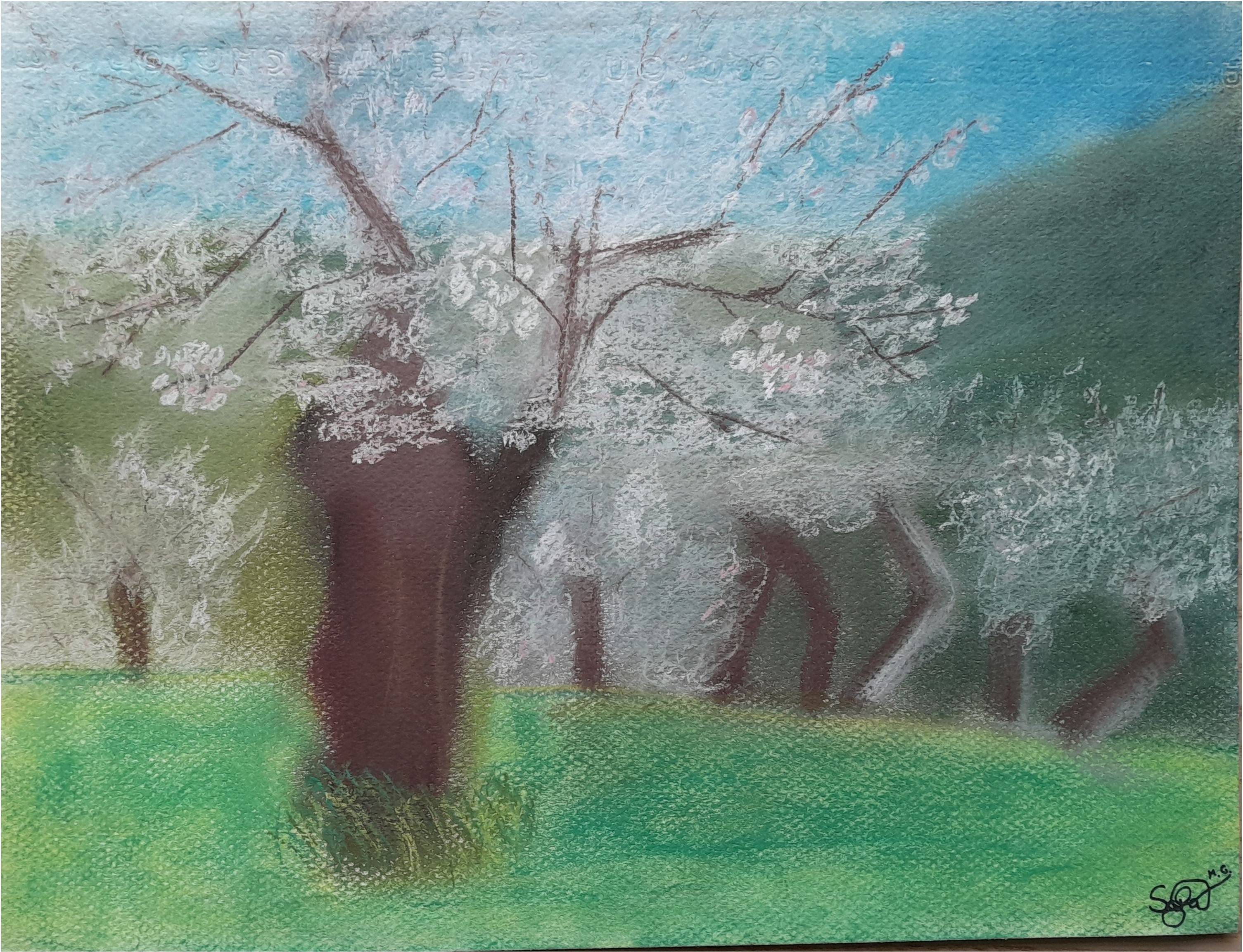 Cerezos primaverados. Sara Murcia