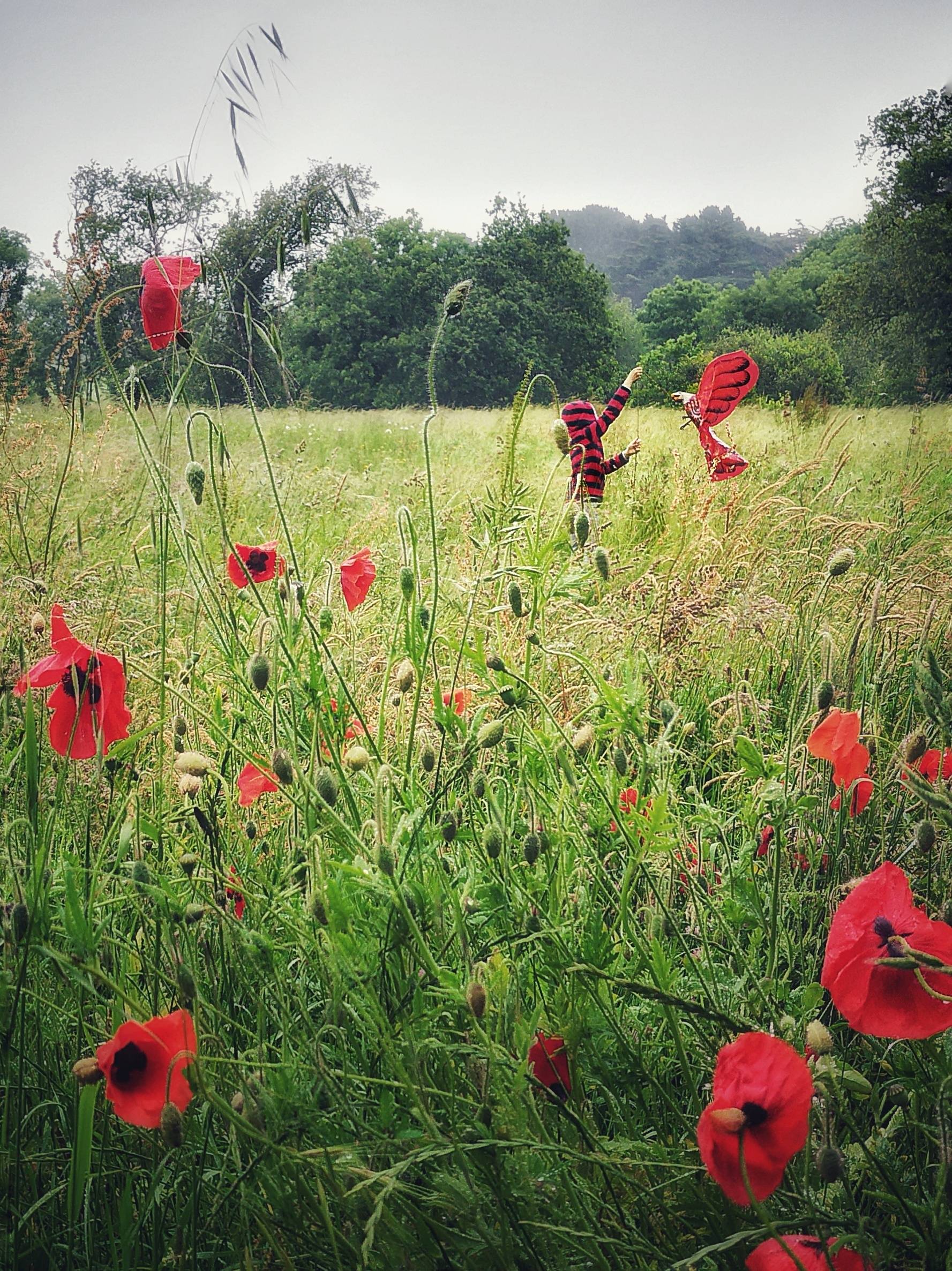 Cerf-volant et coquelicots. Sandre Grain De Sandre