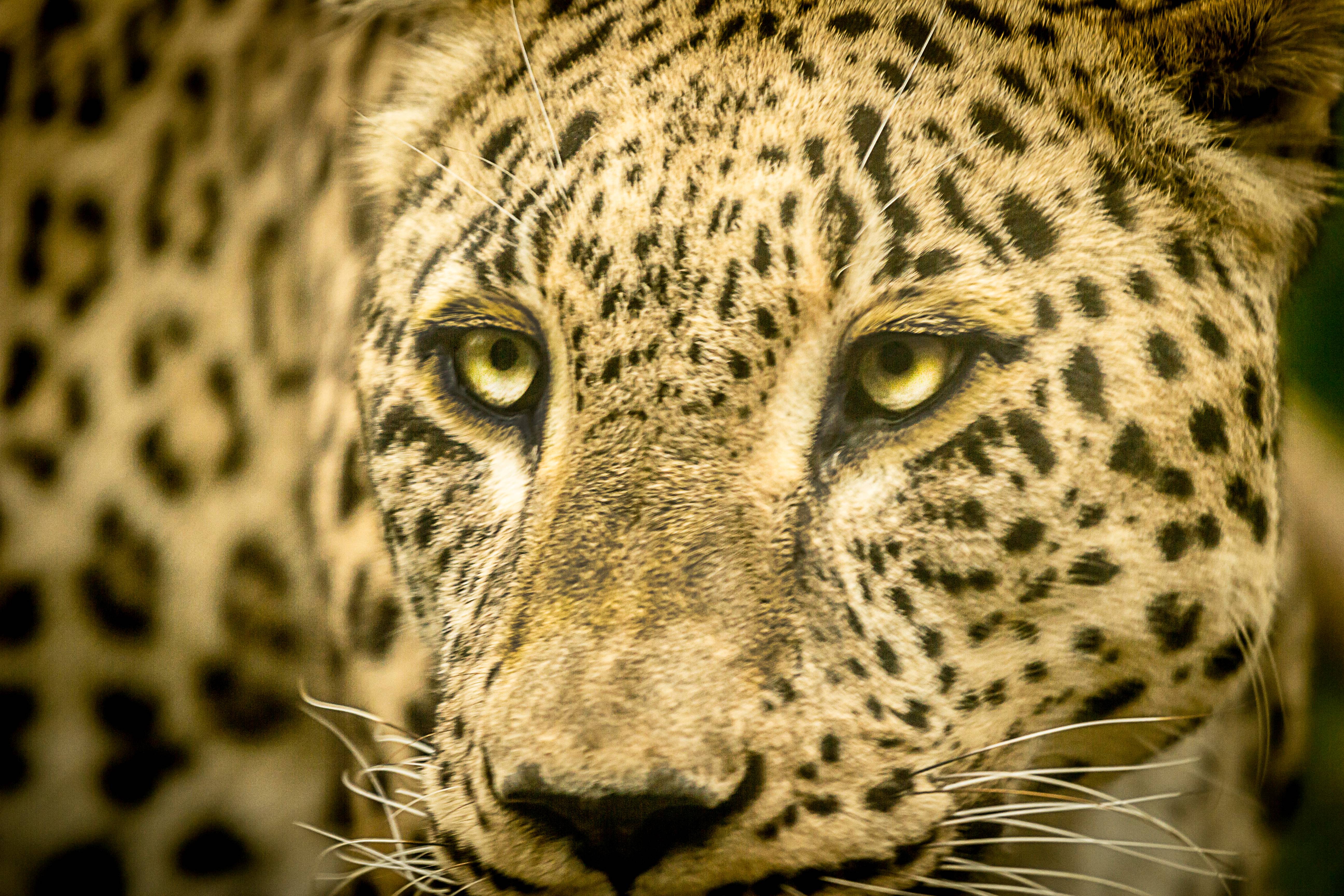 The predator. Amr Miqdadi Argumentart
