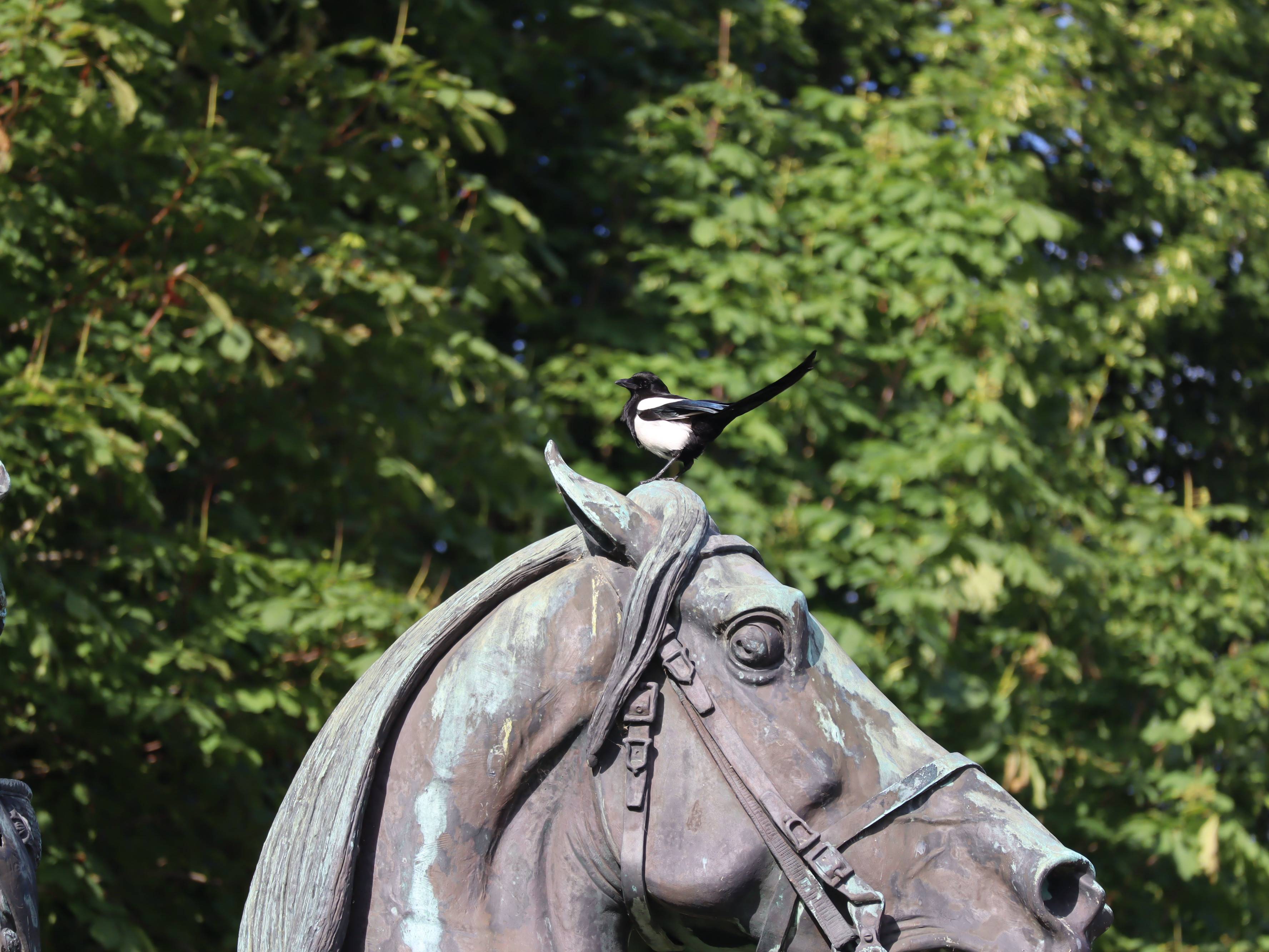 La pie et le cheval de bronze. Nathalie Hochard-Gaudry