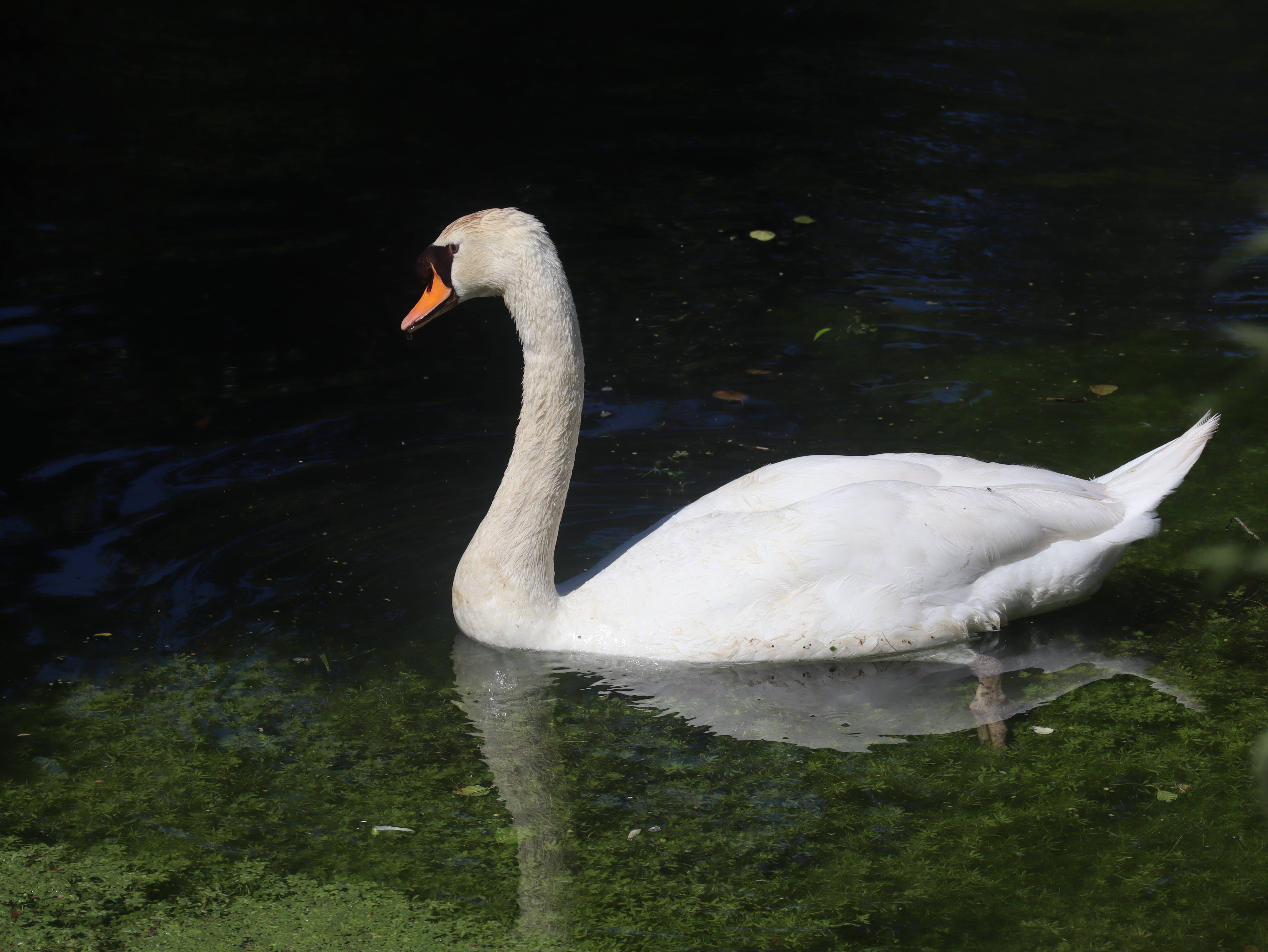 Attention, toi là-bas humain, je t'ai à l'oeil! ! !. Nathalie Hochard-Gaudry